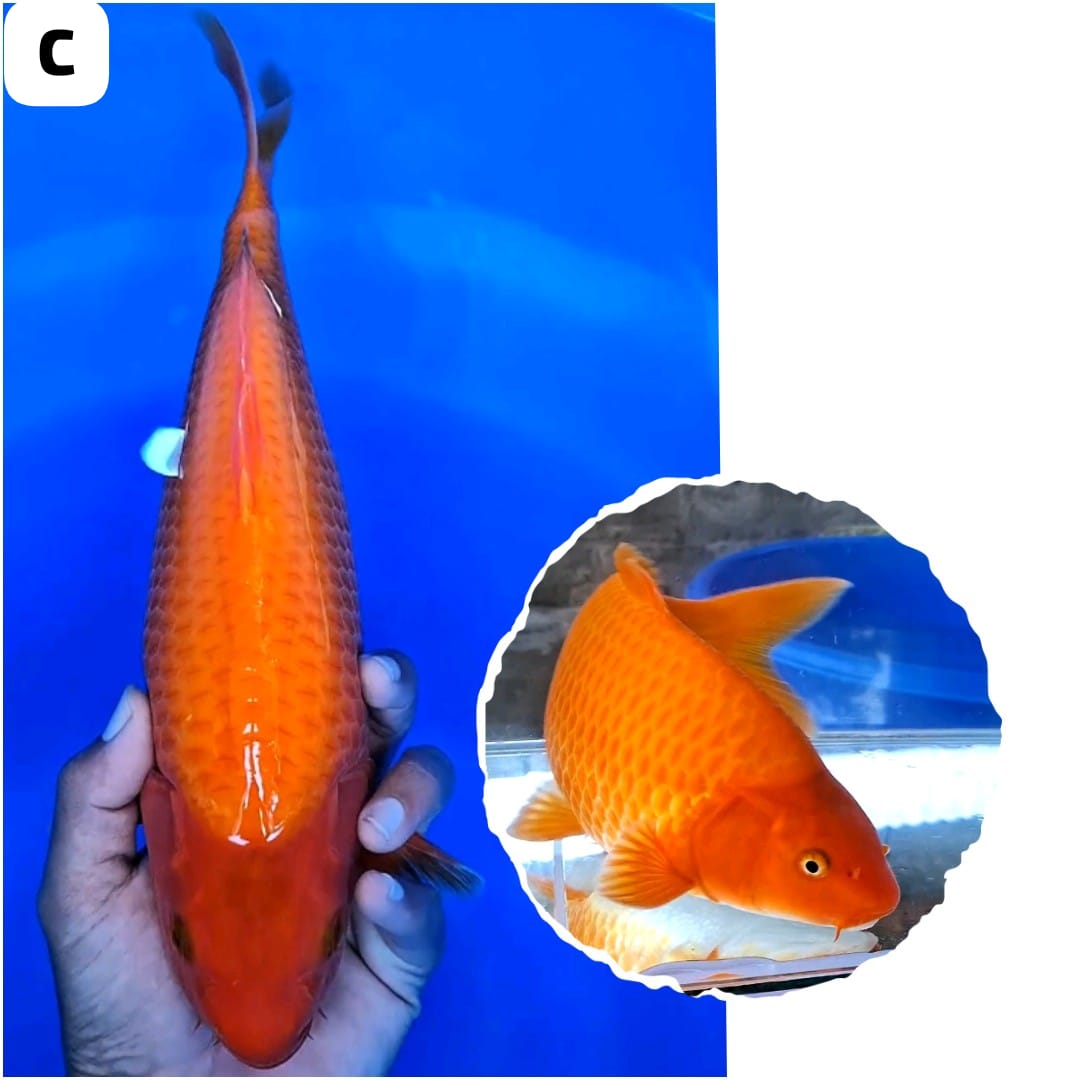 Lelang Koi Online, Jual Beli Ikan Koi, Pusat Jual Beli Koi, Info Lelang Koi Hari Ini, Platform Jual Beli Koi, Jual Beli Ikan Koi Online, Marketplace Ikan Koi, Jual Koi Terbaik, Tempat Beli Koi Berkualitas, Pasar Ikan Koi Online Terpercaya, Penjual Ikan Koi Terpercaya, Beli Koi Hias Online, Ikan Koi untuk Dijual, Koi Kualitas Terbaik, Toko Online Ikan Koi, Koi Hias Untuk Dijual, Jual Beli Ikan Koi Lokal, Koi Indonesia Online, Pusat Jual Beli Koi Terbesar