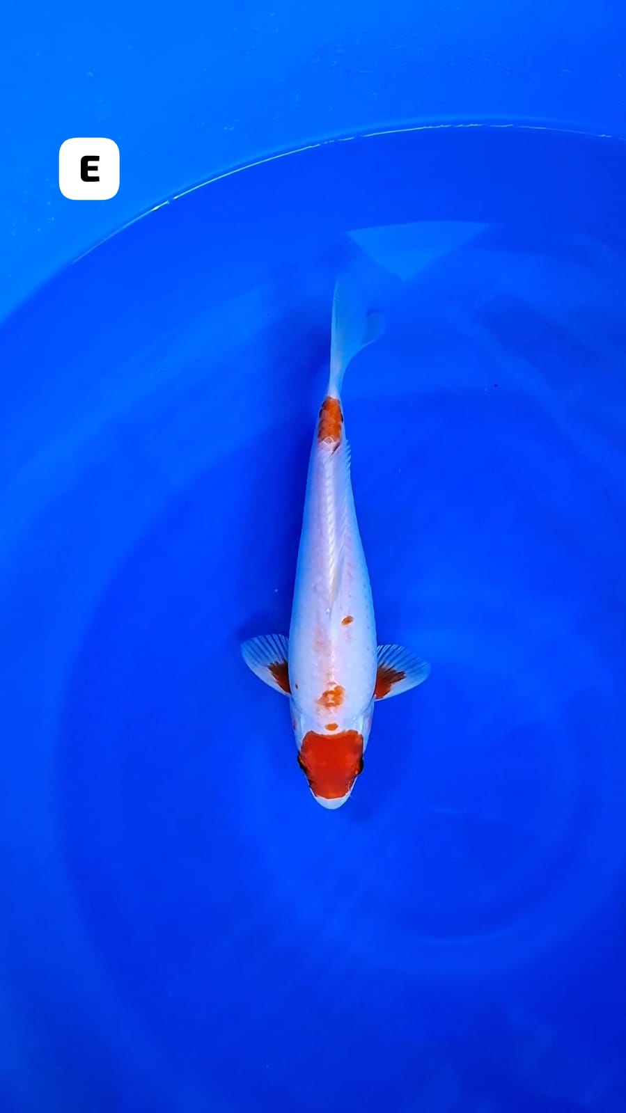 Lelang Koi Online, Jual Beli Ikan Koi, Pusat Jual Beli Koi, Info Lelang Koi Hari Ini, Platform Jual Beli Koi, Jual Beli Ikan Koi Online, Marketplace Ikan Koi, Jual Koi Terbaik, Tempat Beli Koi Berkualitas, Pasar Ikan Koi Online Terpercaya, Penjual Ikan Koi Terpercaya, Beli Koi Hias Online, Ikan Koi untuk Dijual, Koi Kualitas Terbaik, Toko Online Ikan Koi, Koi Hias Untuk Dijual, Jual Beli Ikan Koi Lokal, Koi Indonesia Online, Pusat Jual Beli Koi Terbesar