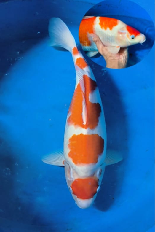 Lelang Koi Online, Jual Beli Ikan Koi, Pusat Jual Beli Koi, Info Lelang Koi Hari Ini, Platform Jual Beli Koi, Jual Beli Ikan Koi Online, Marketplace Ikan Koi, Jual Koi Terbaik, Tempat Beli Koi Berkualitas, Pasar Ikan Koi Online Terpercaya, Penjual Ikan Koi Terpercaya, Beli Koi Hias Online, Ikan Koi untuk Dijual, Koi Kualitas Terbaik, Toko Online Ikan Koi, Koi Hias Untuk Dijual, Jual Beli Ikan Koi Lokal, Koi Indonesia Online, Pusat Jual Beli Koi Terbesar