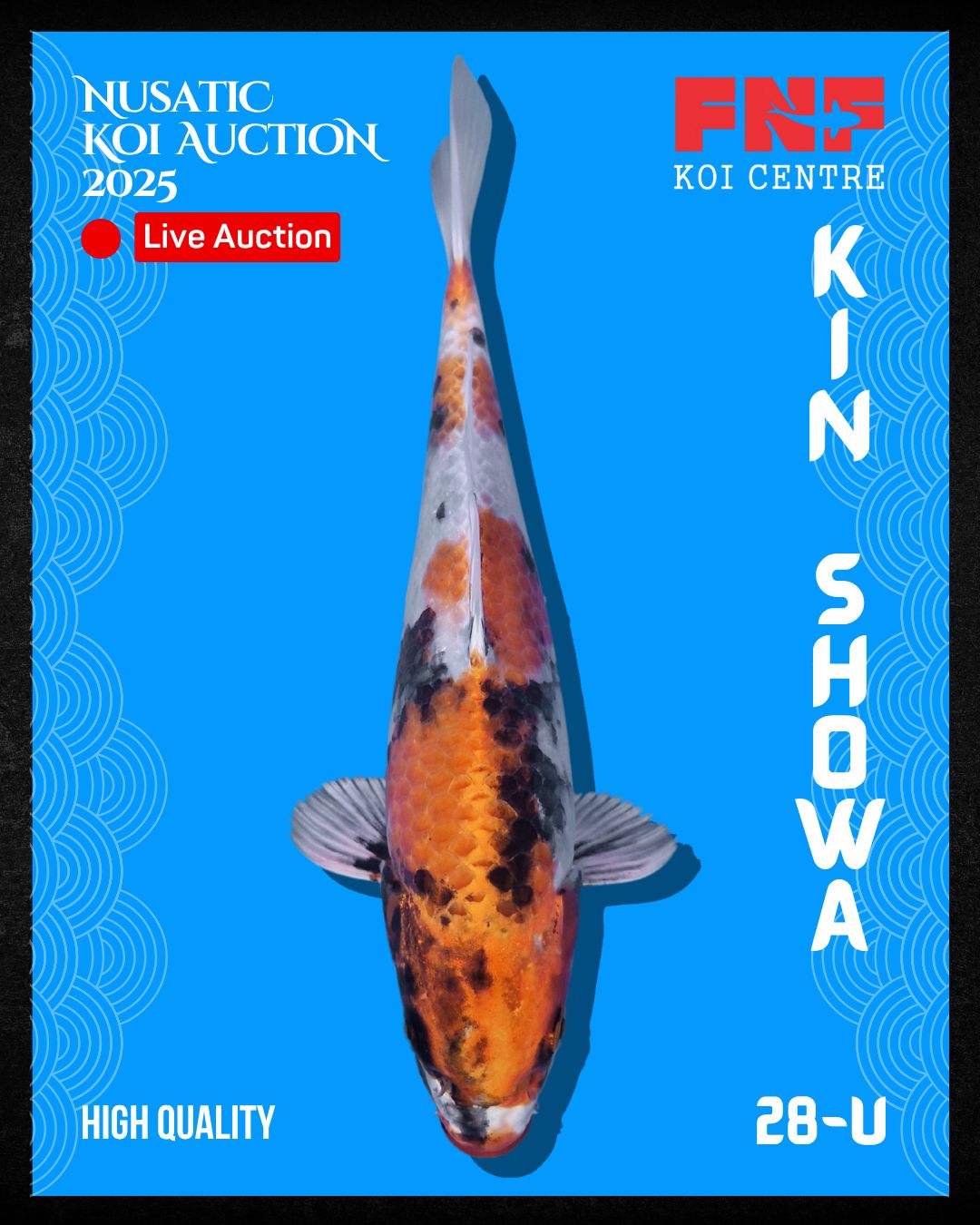 Lelang Koi Online, Jual Beli Ikan Koi, Pusat Jual Beli Koi, Info Lelang Koi Hari Ini, Platform Jual Beli Koi, Jual Beli Ikan Koi Online, Marketplace Ikan Koi, Jual Koi Terbaik, Tempat Beli Koi Berkualitas, Pasar Ikan Koi Online Terpercaya, Penjual Ikan Koi Terpercaya, Beli Koi Hias Online, Ikan Koi untuk Dijual, Koi Kualitas Terbaik, Toko Online Ikan Koi, Koi Hias Untuk Dijual, Jual Beli Ikan Koi Lokal, Koi Indonesia Online, Pusat Jual Beli Koi Terbesar