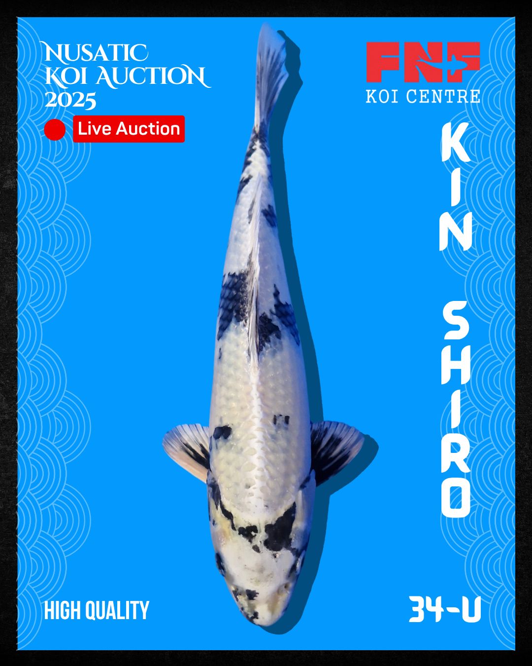Lelang Koi Online, Jual Beli Ikan Koi, Pusat Jual Beli Koi, Info Lelang Koi Hari Ini, Platform Jual Beli Koi, Jual Beli Ikan Koi Online, Marketplace Ikan Koi, Jual Koi Terbaik, Tempat Beli Koi Berkualitas, Pasar Ikan Koi Online Terpercaya, Penjual Ikan Koi Terpercaya, Beli Koi Hias Online, Ikan Koi untuk Dijual, Koi Kualitas Terbaik, Toko Online Ikan Koi, Koi Hias Untuk Dijual, Jual Beli Ikan Koi Lokal, Koi Indonesia Online, Pusat Jual Beli Koi Terbesar