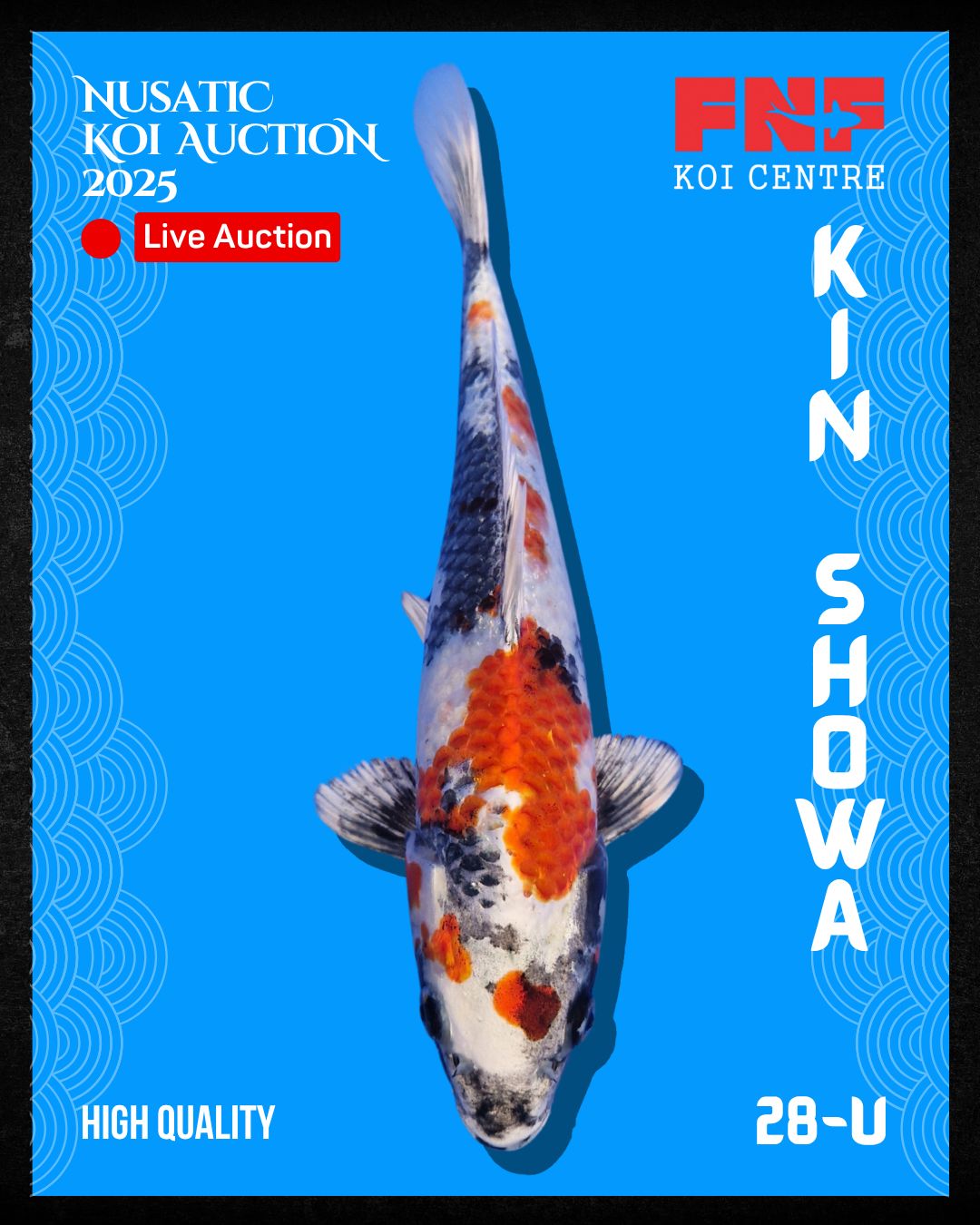 Lelang Koi Online, Jual Beli Ikan Koi, Pusat Jual Beli Koi, Info Lelang Koi Hari Ini, Platform Jual Beli Koi, Jual Beli Ikan Koi Online, Marketplace Ikan Koi, Jual Koi Terbaik, Tempat Beli Koi Berkualitas, Pasar Ikan Koi Online Terpercaya, Penjual Ikan Koi Terpercaya, Beli Koi Hias Online, Ikan Koi untuk Dijual, Koi Kualitas Terbaik, Toko Online Ikan Koi, Koi Hias Untuk Dijual, Jual Beli Ikan Koi Lokal, Koi Indonesia Online, Pusat Jual Beli Koi Terbesar
