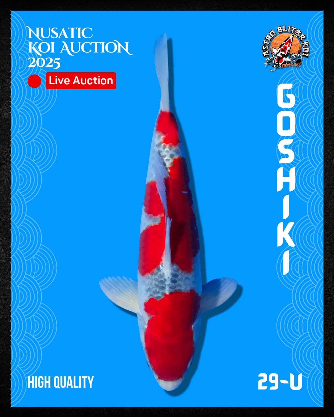 Lelang Koi Online, Jual Beli Ikan Koi, Pusat Jual Beli Koi, Info Lelang Koi Hari Ini, Platform Jual Beli Koi, Jual Beli Ikan Koi Online, Marketplace Ikan Koi, Jual Koi Terbaik, Tempat Beli Koi Berkualitas, Pasar Ikan Koi Online Terpercaya, Penjual Ikan Koi Terpercaya, Beli Koi Hias Online, Ikan Koi untuk Dijual, Koi Kualitas Terbaik, Toko Online Ikan Koi, Koi Hias Untuk Dijual, Jual Beli Ikan Koi Lokal, Koi Indonesia Online, Pusat Jual Beli Koi Terbesar