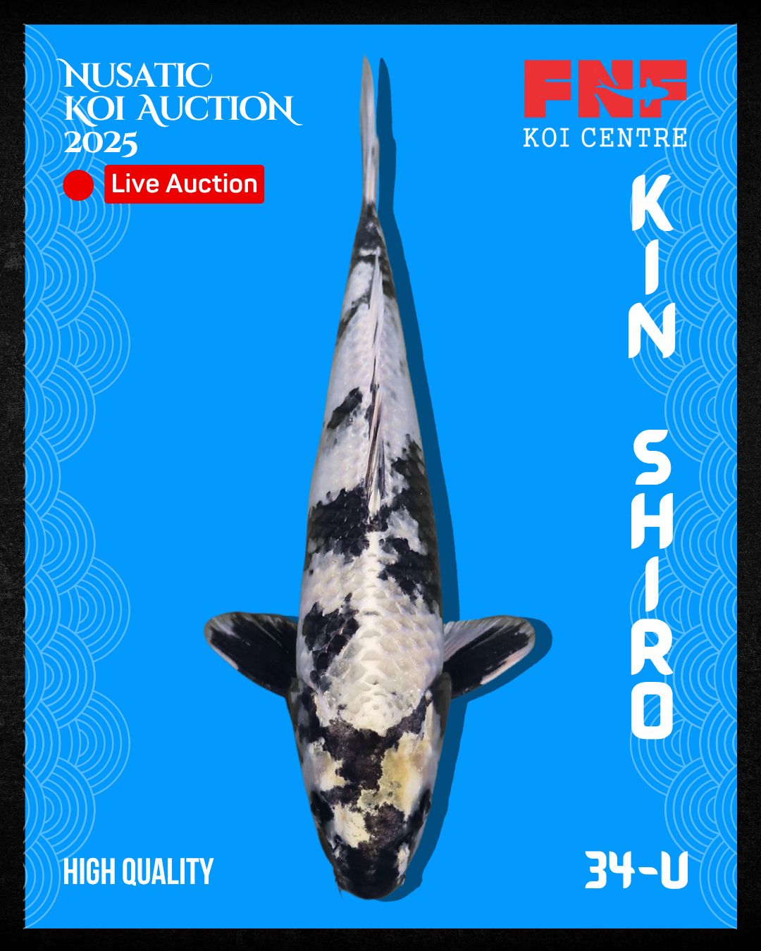 Lelang Koi Online, Jual Beli Ikan Koi, Pusat Jual Beli Koi, Info Lelang Koi Hari Ini, Platform Jual Beli Koi, Jual Beli Ikan Koi Online, Marketplace Ikan Koi, Jual Koi Terbaik, Tempat Beli Koi Berkualitas, Pasar Ikan Koi Online Terpercaya, Penjual Ikan Koi Terpercaya, Beli Koi Hias Online, Ikan Koi untuk Dijual, Koi Kualitas Terbaik, Toko Online Ikan Koi, Koi Hias Untuk Dijual, Jual Beli Ikan Koi Lokal, Koi Indonesia Online, Pusat Jual Beli Koi Terbesar
