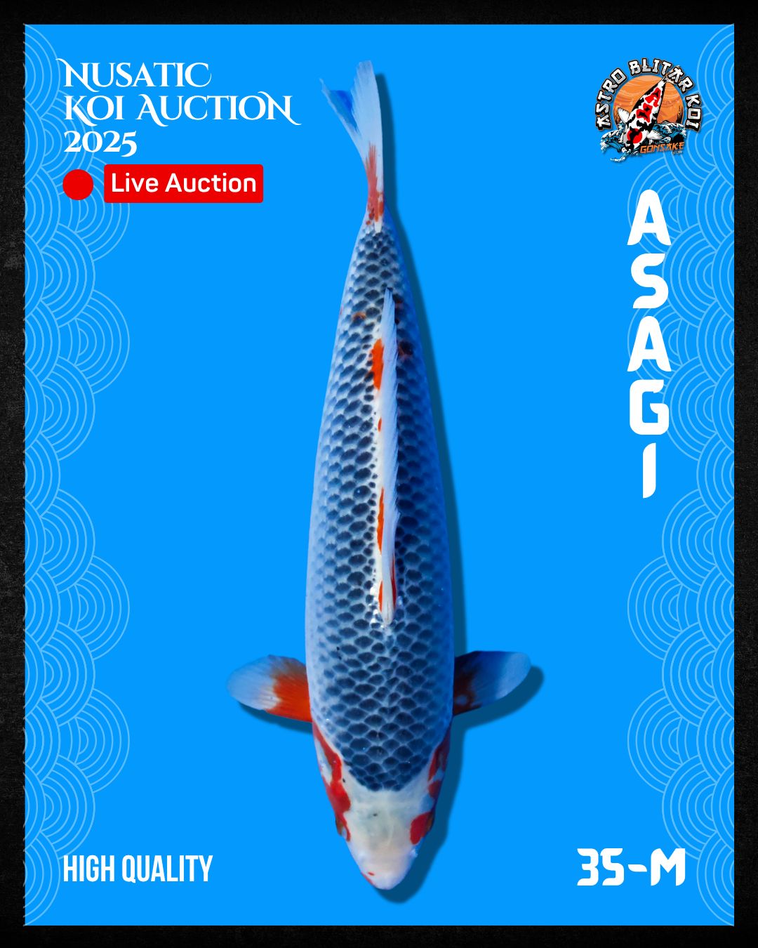 Lelang Koi Online, Jual Beli Ikan Koi, Pusat Jual Beli Koi, Info Lelang Koi Hari Ini, Platform Jual Beli Koi, Jual Beli Ikan Koi Online, Marketplace Ikan Koi, Jual Koi Terbaik, Tempat Beli Koi Berkualitas, Pasar Ikan Koi Online Terpercaya, Penjual Ikan Koi Terpercaya, Beli Koi Hias Online, Ikan Koi untuk Dijual, Koi Kualitas Terbaik, Toko Online Ikan Koi, Koi Hias Untuk Dijual, Jual Beli Ikan Koi Lokal, Koi Indonesia Online, Pusat Jual Beli Koi Terbesar