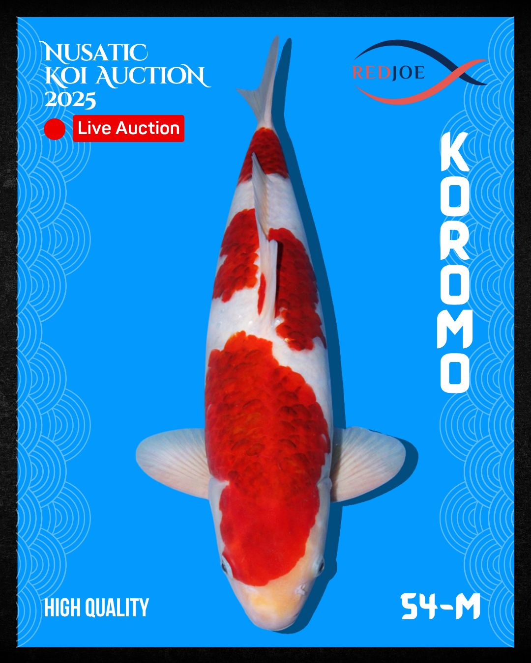 Lelang Koi Online, Jual Beli Ikan Koi, Pusat Jual Beli Koi, Info Lelang Koi Hari Ini, Platform Jual Beli Koi, Jual Beli Ikan Koi Online, Marketplace Ikan Koi, Jual Koi Terbaik, Tempat Beli Koi Berkualitas, Pasar Ikan Koi Online Terpercaya, Penjual Ikan Koi Terpercaya, Beli Koi Hias Online, Ikan Koi untuk Dijual, Koi Kualitas Terbaik, Toko Online Ikan Koi, Koi Hias Untuk Dijual, Jual Beli Ikan Koi Lokal, Koi Indonesia Online, Pusat Jual Beli Koi Terbesar