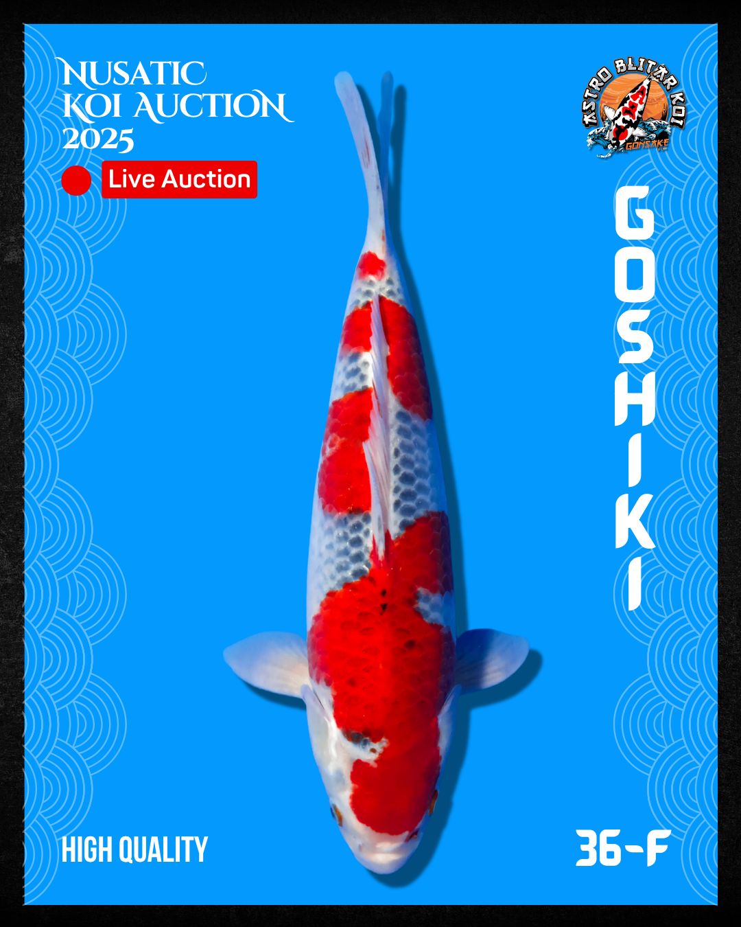 Lelang Koi Online, Jual Beli Ikan Koi, Pusat Jual Beli Koi, Info Lelang Koi Hari Ini, Platform Jual Beli Koi, Jual Beli Ikan Koi Online, Marketplace Ikan Koi, Jual Koi Terbaik, Tempat Beli Koi Berkualitas, Pasar Ikan Koi Online Terpercaya, Penjual Ikan Koi Terpercaya, Beli Koi Hias Online, Ikan Koi untuk Dijual, Koi Kualitas Terbaik, Toko Online Ikan Koi, Koi Hias Untuk Dijual, Jual Beli Ikan Koi Lokal, Koi Indonesia Online, Pusat Jual Beli Koi Terbesar