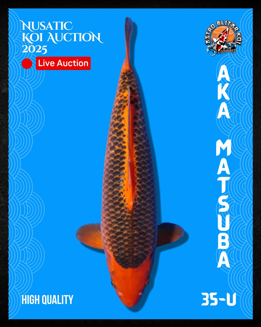 Lelang Koi Online, Jual Beli Ikan Koi, Pusat Jual Beli Koi, Info Lelang Koi Hari Ini, Platform Jual Beli Koi, Jual Beli Ikan Koi Online, Marketplace Ikan Koi, Jual Koi Terbaik, Tempat Beli Koi Berkualitas, Pasar Ikan Koi Online Terpercaya, Penjual Ikan Koi Terpercaya, Beli Koi Hias Online, Ikan Koi untuk Dijual, Koi Kualitas Terbaik, Toko Online Ikan Koi, Koi Hias Untuk Dijual, Jual Beli Ikan Koi Lokal, Koi Indonesia Online, Pusat Jual Beli Koi Terbesar
