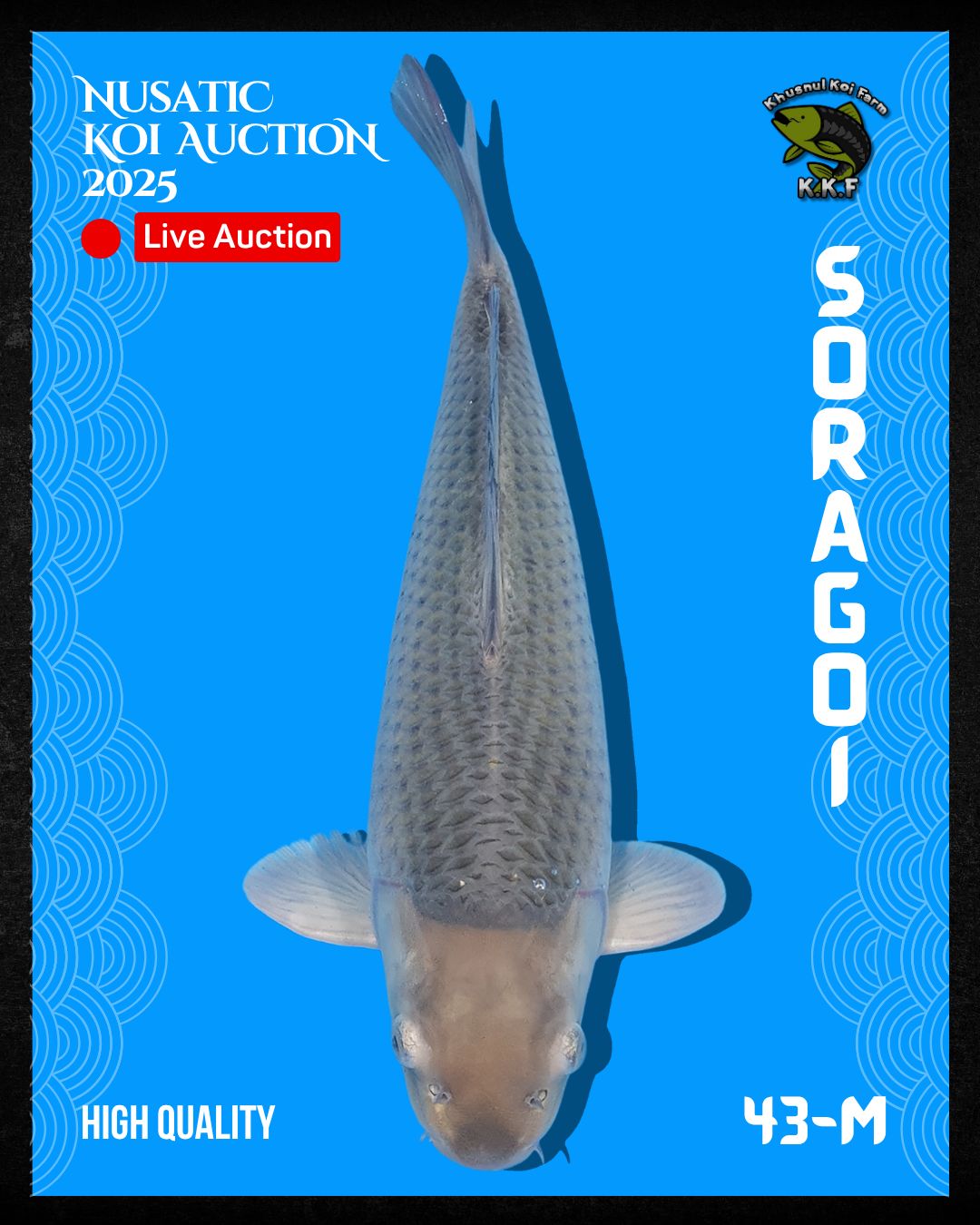 Lelang Koi Online, Jual Beli Ikan Koi, Pusat Jual Beli Koi, Info Lelang Koi Hari Ini, Platform Jual Beli Koi, Jual Beli Ikan Koi Online, Marketplace Ikan Koi, Jual Koi Terbaik, Tempat Beli Koi Berkualitas, Pasar Ikan Koi Online Terpercaya, Penjual Ikan Koi Terpercaya, Beli Koi Hias Online, Ikan Koi untuk Dijual, Koi Kualitas Terbaik, Toko Online Ikan Koi, Koi Hias Untuk Dijual, Jual Beli Ikan Koi Lokal, Koi Indonesia Online, Pusat Jual Beli Koi Terbesar