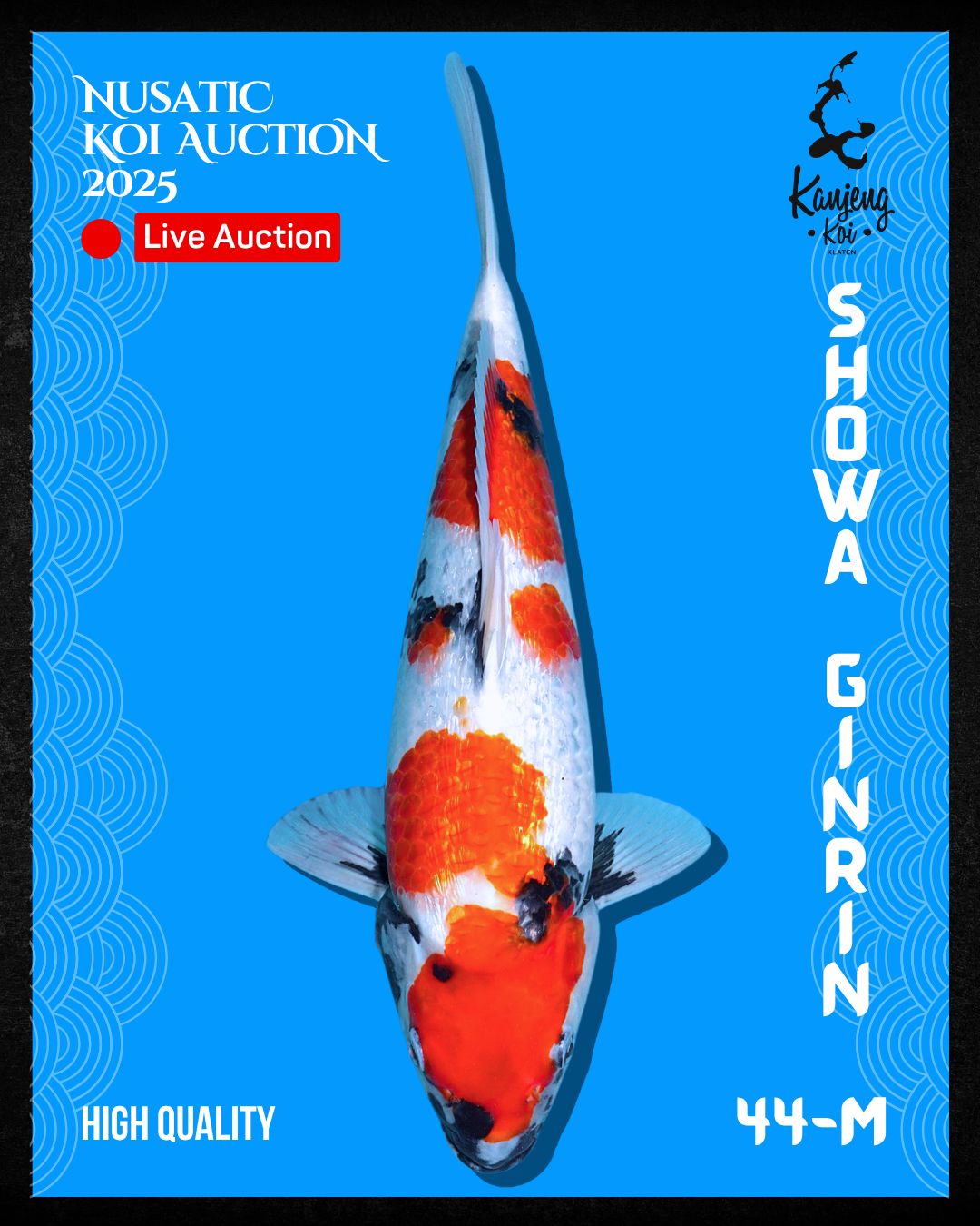 Lelang Koi Online, Jual Beli Ikan Koi, Pusat Jual Beli Koi, Info Lelang Koi Hari Ini, Platform Jual Beli Koi, Jual Beli Ikan Koi Online, Marketplace Ikan Koi, Jual Koi Terbaik, Tempat Beli Koi Berkualitas, Pasar Ikan Koi Online Terpercaya, Penjual Ikan Koi Terpercaya, Beli Koi Hias Online, Ikan Koi untuk Dijual, Koi Kualitas Terbaik, Toko Online Ikan Koi, Koi Hias Untuk Dijual, Jual Beli Ikan Koi Lokal, Koi Indonesia Online, Pusat Jual Beli Koi Terbesar