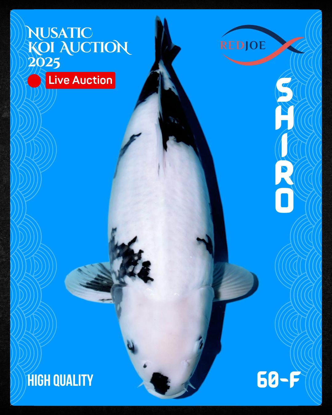 Lelang Koi Online, Jual Beli Ikan Koi, Pusat Jual Beli Koi, Info Lelang Koi Hari Ini, Platform Jual Beli Koi, Jual Beli Ikan Koi Online, Marketplace Ikan Koi, Jual Koi Terbaik, Tempat Beli Koi Berkualitas, Pasar Ikan Koi Online Terpercaya, Penjual Ikan Koi Terpercaya, Beli Koi Hias Online, Ikan Koi untuk Dijual, Koi Kualitas Terbaik, Toko Online Ikan Koi, Koi Hias Untuk Dijual, Jual Beli Ikan Koi Lokal, Koi Indonesia Online, Pusat Jual Beli Koi Terbesar