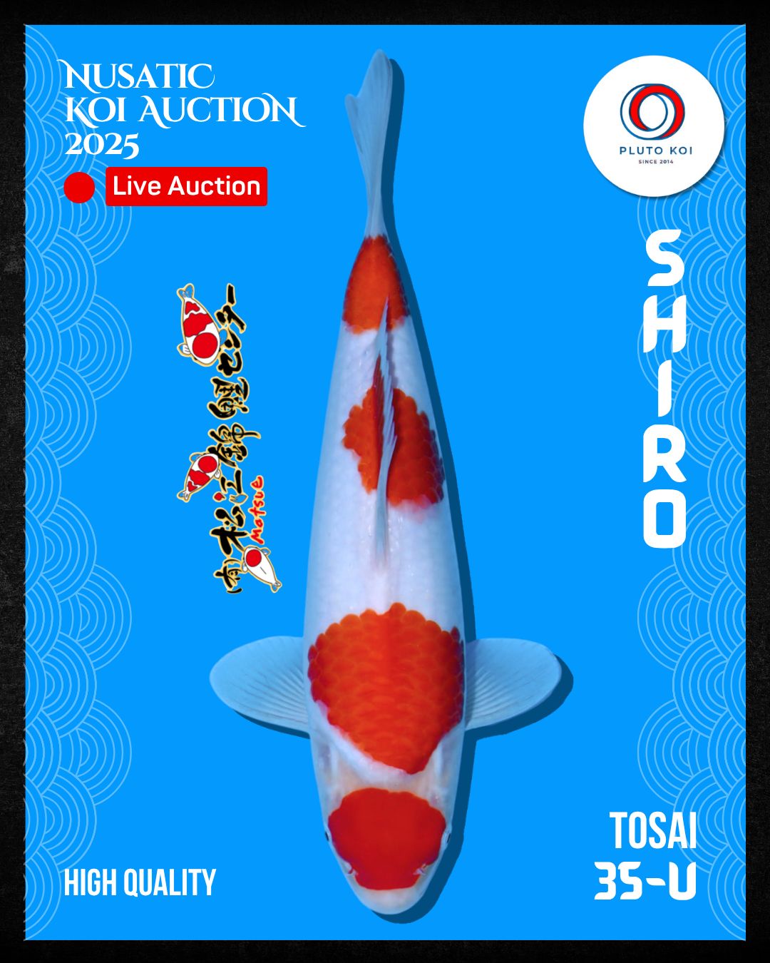 Lelang Koi Online, Jual Beli Ikan Koi, Pusat Jual Beli Koi, Info Lelang Koi Hari Ini, Platform Jual Beli Koi, Jual Beli Ikan Koi Online, Marketplace Ikan Koi, Jual Koi Terbaik, Tempat Beli Koi Berkualitas, Pasar Ikan Koi Online Terpercaya, Penjual Ikan Koi Terpercaya, Beli Koi Hias Online, Ikan Koi untuk Dijual, Koi Kualitas Terbaik, Toko Online Ikan Koi, Koi Hias Untuk Dijual, Jual Beli Ikan Koi Lokal, Koi Indonesia Online, Pusat Jual Beli Koi Terbesar