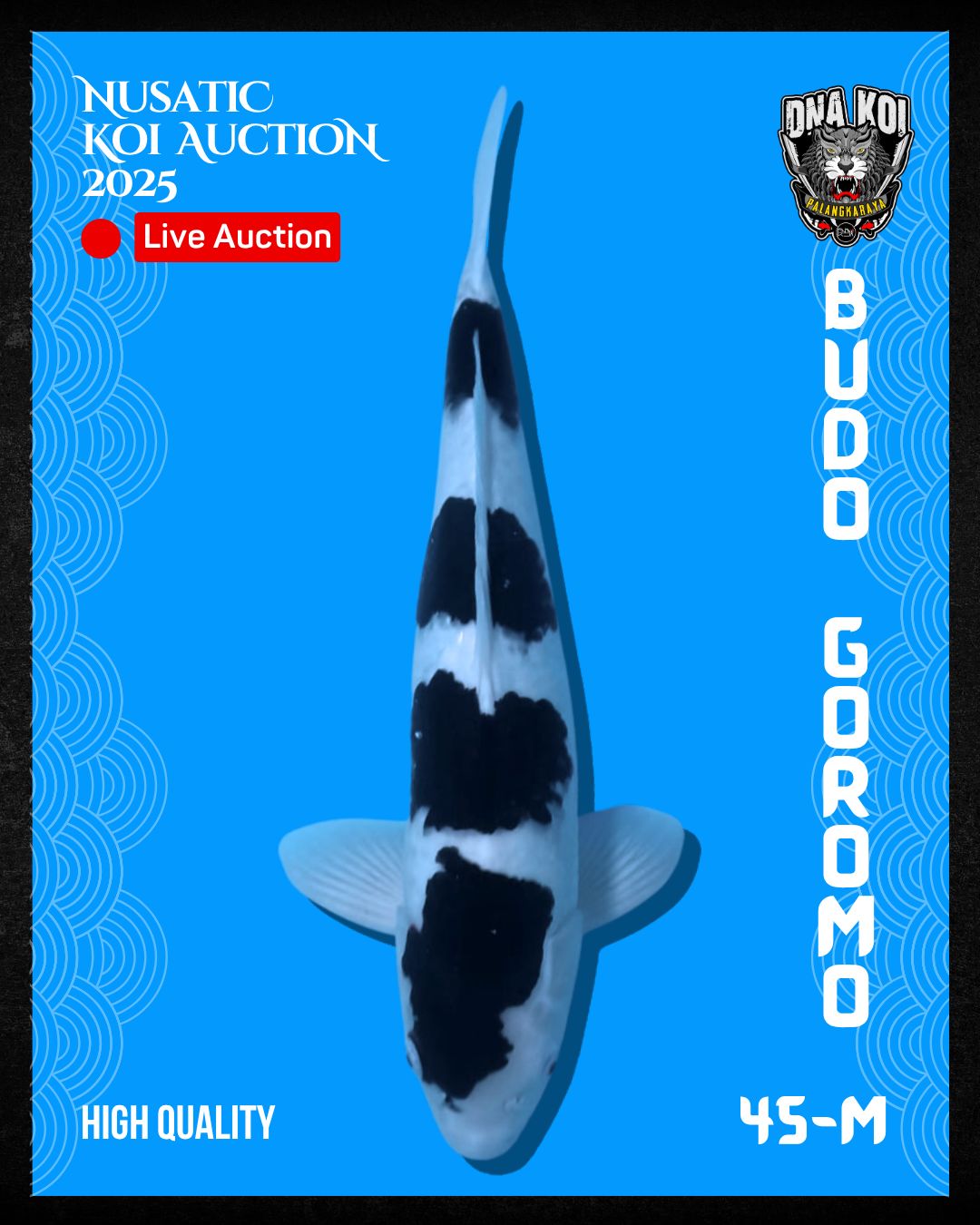 Lelang Koi Online, Jual Beli Ikan Koi, Pusat Jual Beli Koi, Info Lelang Koi Hari Ini, Platform Jual Beli Koi, Jual Beli Ikan Koi Online, Marketplace Ikan Koi, Jual Koi Terbaik, Tempat Beli Koi Berkualitas, Pasar Ikan Koi Online Terpercaya, Penjual Ikan Koi Terpercaya, Beli Koi Hias Online, Ikan Koi untuk Dijual, Koi Kualitas Terbaik, Toko Online Ikan Koi, Koi Hias Untuk Dijual, Jual Beli Ikan Koi Lokal, Koi Indonesia Online, Pusat Jual Beli Koi Terbesar