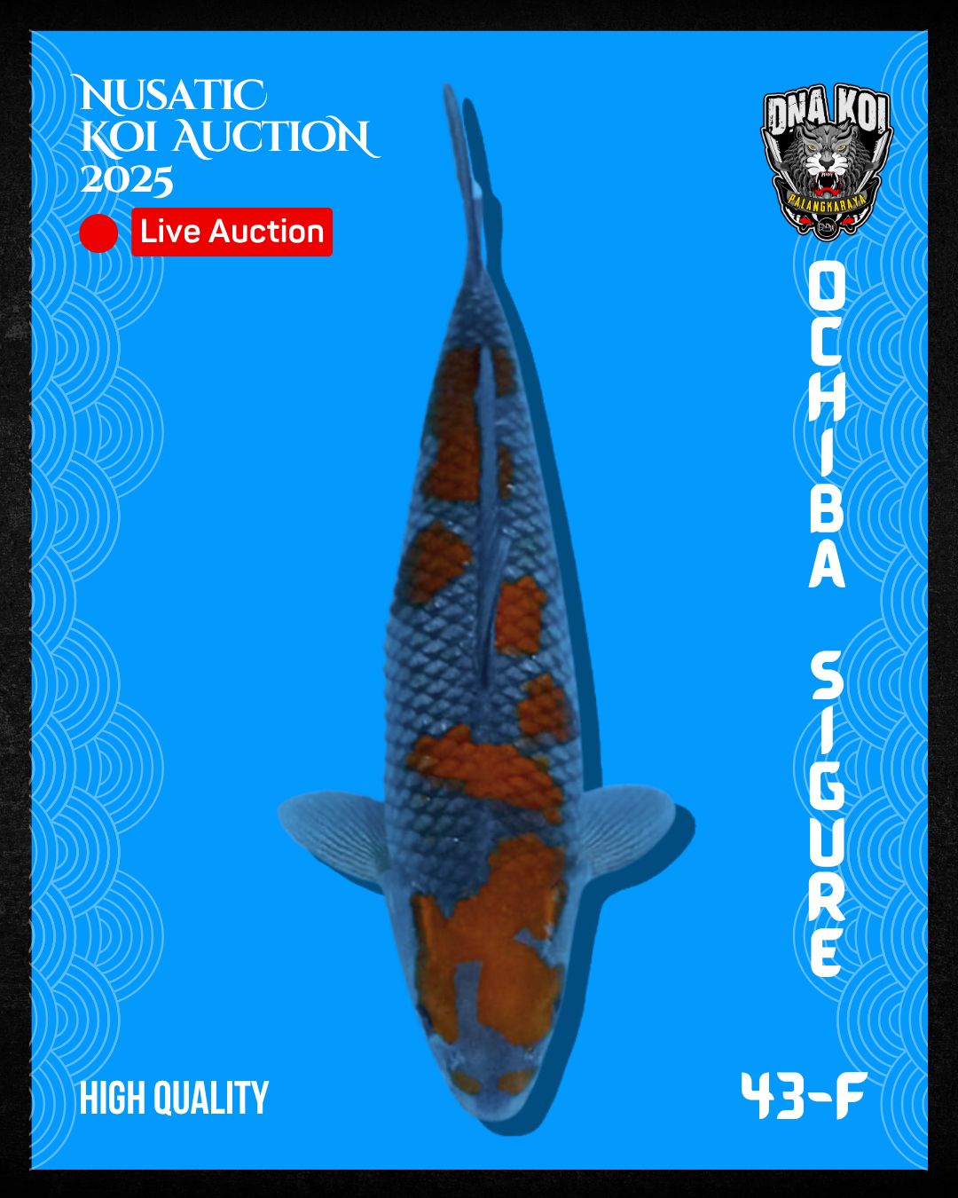 Lelang Koi Online, Jual Beli Ikan Koi, Pusat Jual Beli Koi, Info Lelang Koi Hari Ini, Platform Jual Beli Koi, Jual Beli Ikan Koi Online, Marketplace Ikan Koi, Jual Koi Terbaik, Tempat Beli Koi Berkualitas, Pasar Ikan Koi Online Terpercaya, Penjual Ikan Koi Terpercaya, Beli Koi Hias Online, Ikan Koi untuk Dijual, Koi Kualitas Terbaik, Toko Online Ikan Koi, Koi Hias Untuk Dijual, Jual Beli Ikan Koi Lokal, Koi Indonesia Online, Pusat Jual Beli Koi Terbesar