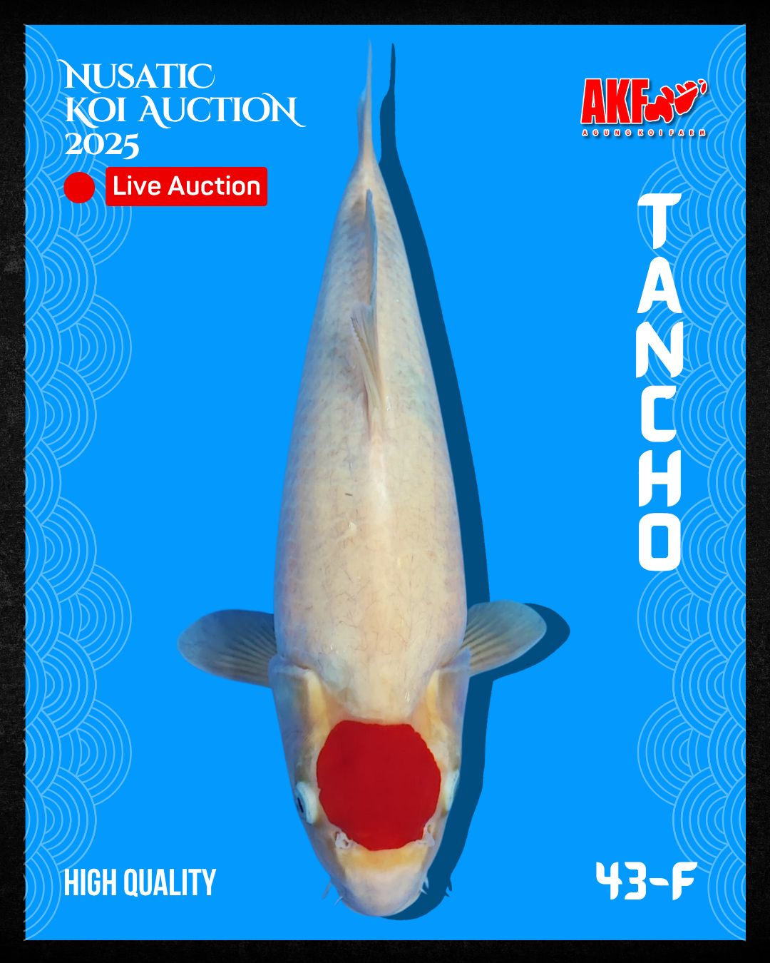Lelang Koi Online, Jual Beli Ikan Koi, Pusat Jual Beli Koi, Info Lelang Koi Hari Ini, Platform Jual Beli Koi, Jual Beli Ikan Koi Online, Marketplace Ikan Koi, Jual Koi Terbaik, Tempat Beli Koi Berkualitas, Pasar Ikan Koi Online Terpercaya, Penjual Ikan Koi Terpercaya, Beli Koi Hias Online, Ikan Koi untuk Dijual, Koi Kualitas Terbaik, Toko Online Ikan Koi, Koi Hias Untuk Dijual, Jual Beli Ikan Koi Lokal, Koi Indonesia Online, Pusat Jual Beli Koi Terbesar