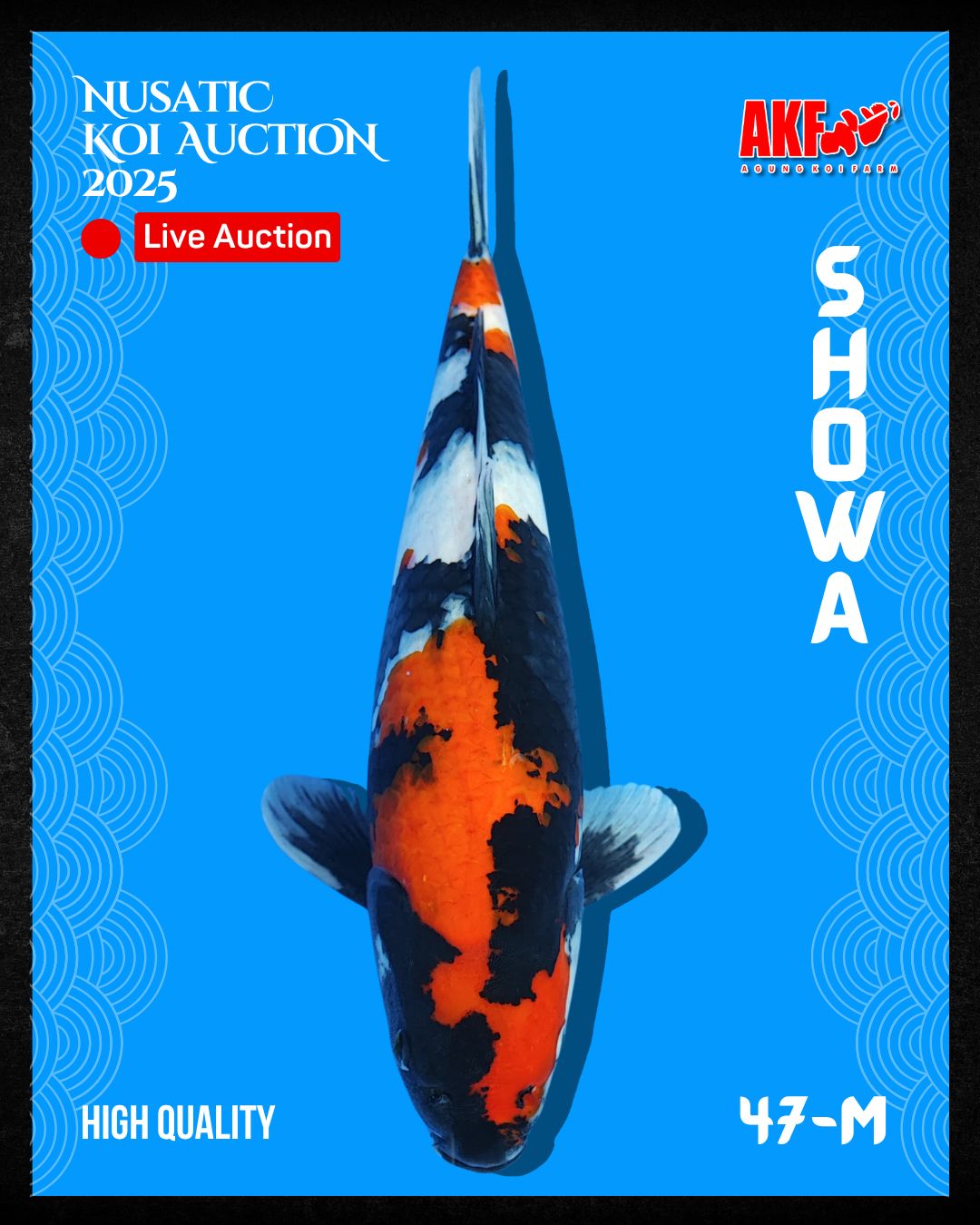 Lelang Koi Online, Jual Beli Ikan Koi, Pusat Jual Beli Koi, Info Lelang Koi Hari Ini, Platform Jual Beli Koi, Jual Beli Ikan Koi Online, Marketplace Ikan Koi, Jual Koi Terbaik, Tempat Beli Koi Berkualitas, Pasar Ikan Koi Online Terpercaya, Penjual Ikan Koi Terpercaya, Beli Koi Hias Online, Ikan Koi untuk Dijual, Koi Kualitas Terbaik, Toko Online Ikan Koi, Koi Hias Untuk Dijual, Jual Beli Ikan Koi Lokal, Koi Indonesia Online, Pusat Jual Beli Koi Terbesar