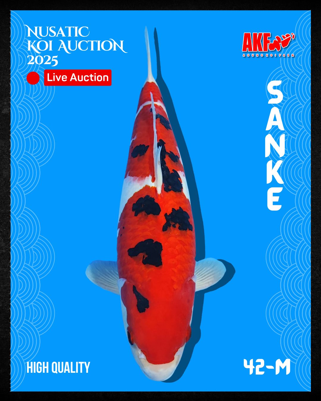 Lelang Koi Online, Jual Beli Ikan Koi, Pusat Jual Beli Koi, Info Lelang Koi Hari Ini, Platform Jual Beli Koi, Jual Beli Ikan Koi Online, Marketplace Ikan Koi, Jual Koi Terbaik, Tempat Beli Koi Berkualitas, Pasar Ikan Koi Online Terpercaya, Penjual Ikan Koi Terpercaya, Beli Koi Hias Online, Ikan Koi untuk Dijual, Koi Kualitas Terbaik, Toko Online Ikan Koi, Koi Hias Untuk Dijual, Jual Beli Ikan Koi Lokal, Koi Indonesia Online, Pusat Jual Beli Koi Terbesar