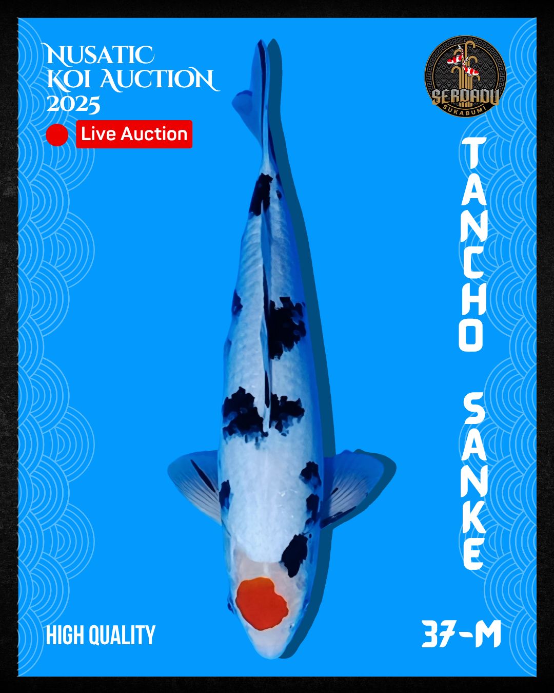 Lelang Koi Online, Jual Beli Ikan Koi, Pusat Jual Beli Koi, Info Lelang Koi Hari Ini, Platform Jual Beli Koi, Jual Beli Ikan Koi Online, Marketplace Ikan Koi, Jual Koi Terbaik, Tempat Beli Koi Berkualitas, Pasar Ikan Koi Online Terpercaya, Penjual Ikan Koi Terpercaya, Beli Koi Hias Online, Ikan Koi untuk Dijual, Koi Kualitas Terbaik, Toko Online Ikan Koi, Koi Hias Untuk Dijual, Jual Beli Ikan Koi Lokal, Koi Indonesia Online, Pusat Jual Beli Koi Terbesar