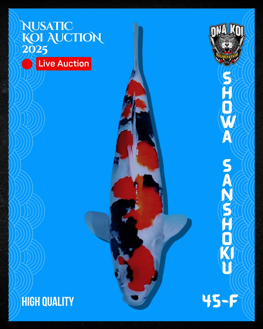 Lelang Koi Online, Jual Beli Ikan Koi, Pusat Jual Beli Koi, Info Lelang Koi Hari Ini, Platform Jual Beli Koi, Jual Beli Ikan Koi Online, Marketplace Ikan Koi, Jual Koi Terbaik, Tempat Beli Koi Berkualitas, Pasar Ikan Koi Online Terpercaya, Penjual Ikan Koi Terpercaya, Beli Koi Hias Online, Ikan Koi untuk Dijual, Koi Kualitas Terbaik, Toko Online Ikan Koi, Koi Hias Untuk Dijual, Jual Beli Ikan Koi Lokal, Koi Indonesia Online, Pusat Jual Beli Koi Terbesar