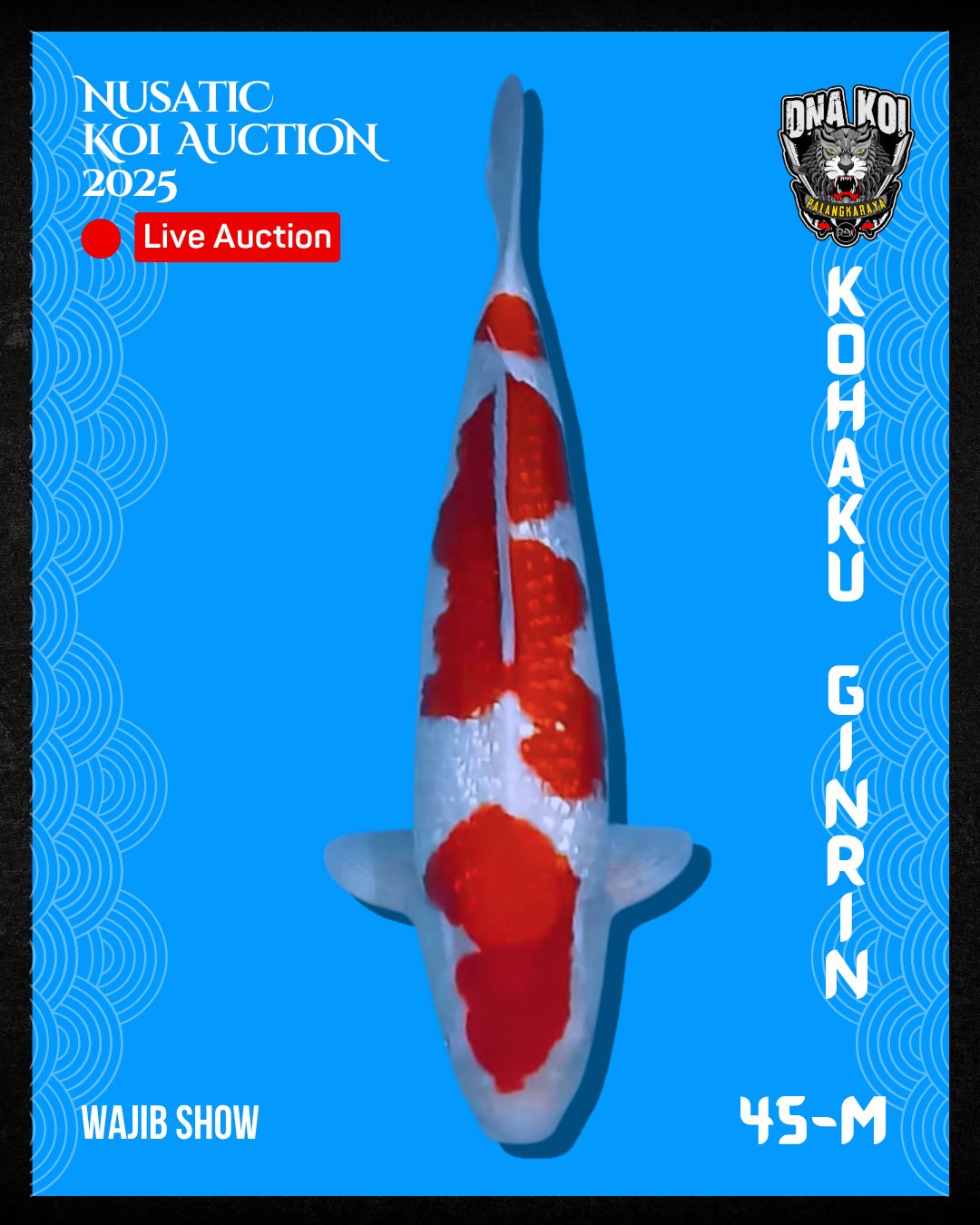 Lelang Koi Online, Jual Beli Ikan Koi, Pusat Jual Beli Koi, Info Lelang Koi Hari Ini, Platform Jual Beli Koi, Jual Beli Ikan Koi Online, Marketplace Ikan Koi, Jual Koi Terbaik, Tempat Beli Koi Berkualitas, Pasar Ikan Koi Online Terpercaya, Penjual Ikan Koi Terpercaya, Beli Koi Hias Online, Ikan Koi untuk Dijual, Koi Kualitas Terbaik, Toko Online Ikan Koi, Koi Hias Untuk Dijual, Jual Beli Ikan Koi Lokal, Koi Indonesia Online, Pusat Jual Beli Koi Terbesar