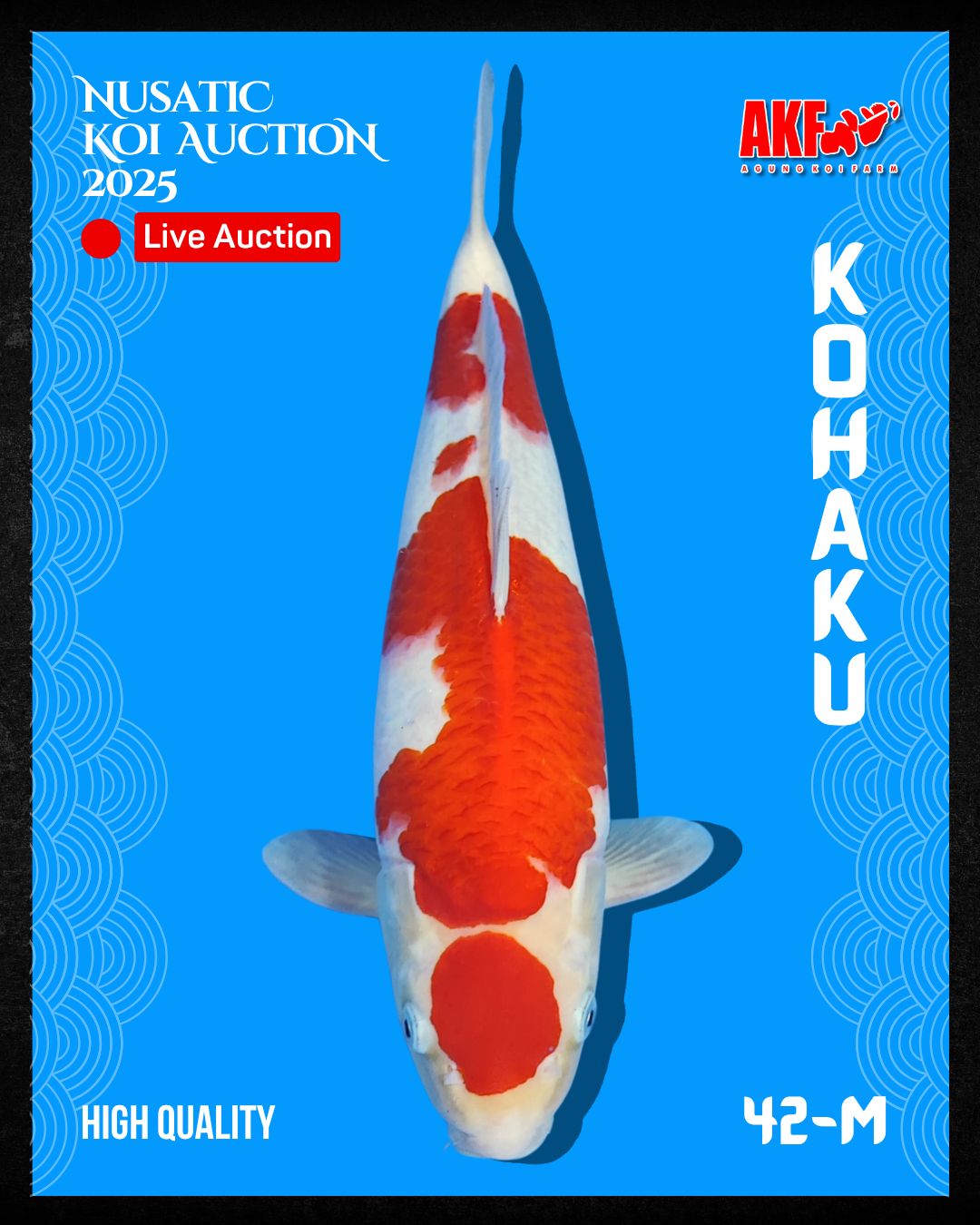 Lelang Koi Online, Jual Beli Ikan Koi, Pusat Jual Beli Koi, Info Lelang Koi Hari Ini, Platform Jual Beli Koi, Jual Beli Ikan Koi Online, Marketplace Ikan Koi, Jual Koi Terbaik, Tempat Beli Koi Berkualitas, Pasar Ikan Koi Online Terpercaya, Penjual Ikan Koi Terpercaya, Beli Koi Hias Online, Ikan Koi untuk Dijual, Koi Kualitas Terbaik, Toko Online Ikan Koi, Koi Hias Untuk Dijual, Jual Beli Ikan Koi Lokal, Koi Indonesia Online, Pusat Jual Beli Koi Terbesar