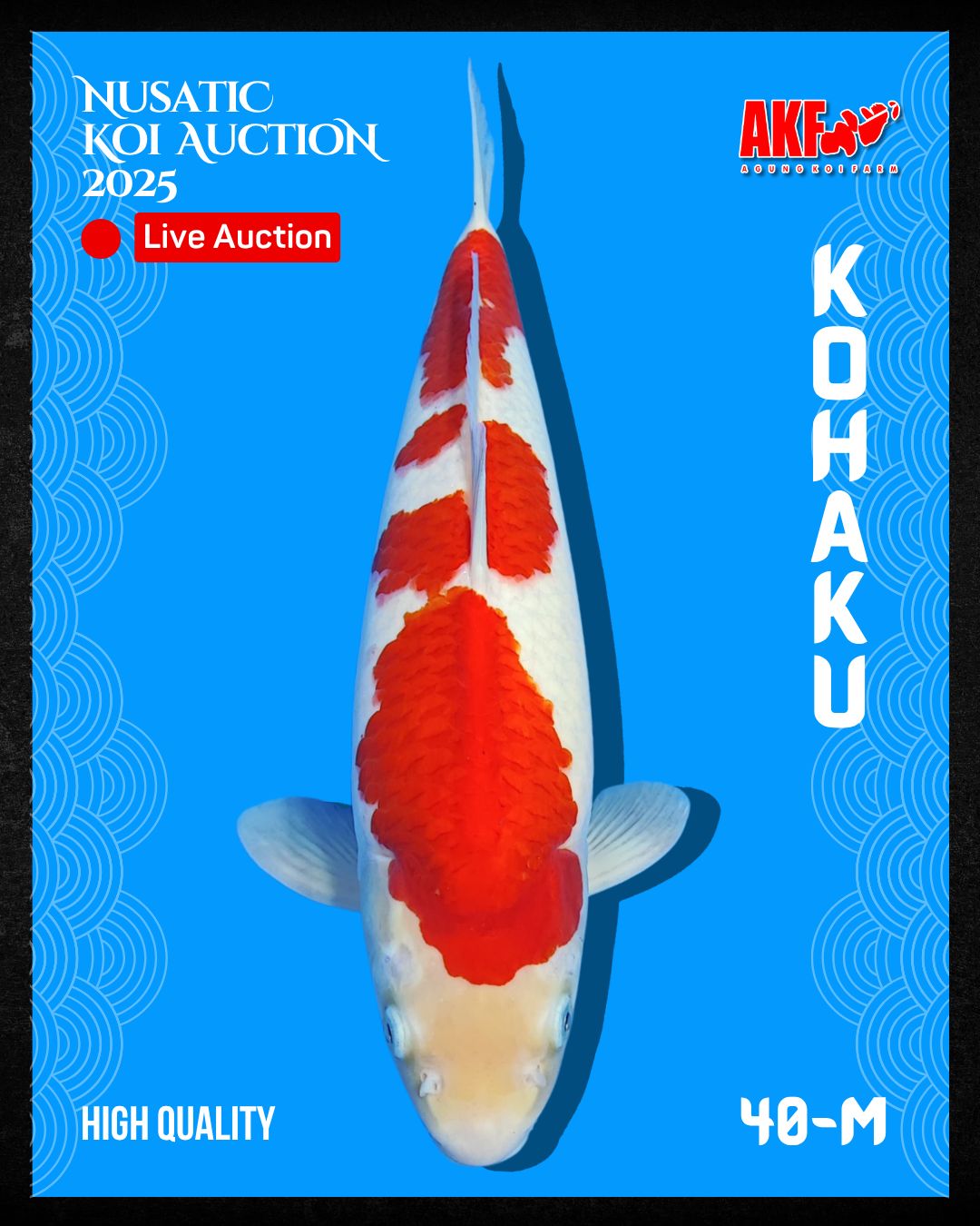 Lelang Koi Online, Jual Beli Ikan Koi, Pusat Jual Beli Koi, Info Lelang Koi Hari Ini, Platform Jual Beli Koi, Jual Beli Ikan Koi Online, Marketplace Ikan Koi, Jual Koi Terbaik, Tempat Beli Koi Berkualitas, Pasar Ikan Koi Online Terpercaya, Penjual Ikan Koi Terpercaya, Beli Koi Hias Online, Ikan Koi untuk Dijual, Koi Kualitas Terbaik, Toko Online Ikan Koi, Koi Hias Untuk Dijual, Jual Beli Ikan Koi Lokal, Koi Indonesia Online, Pusat Jual Beli Koi Terbesar
