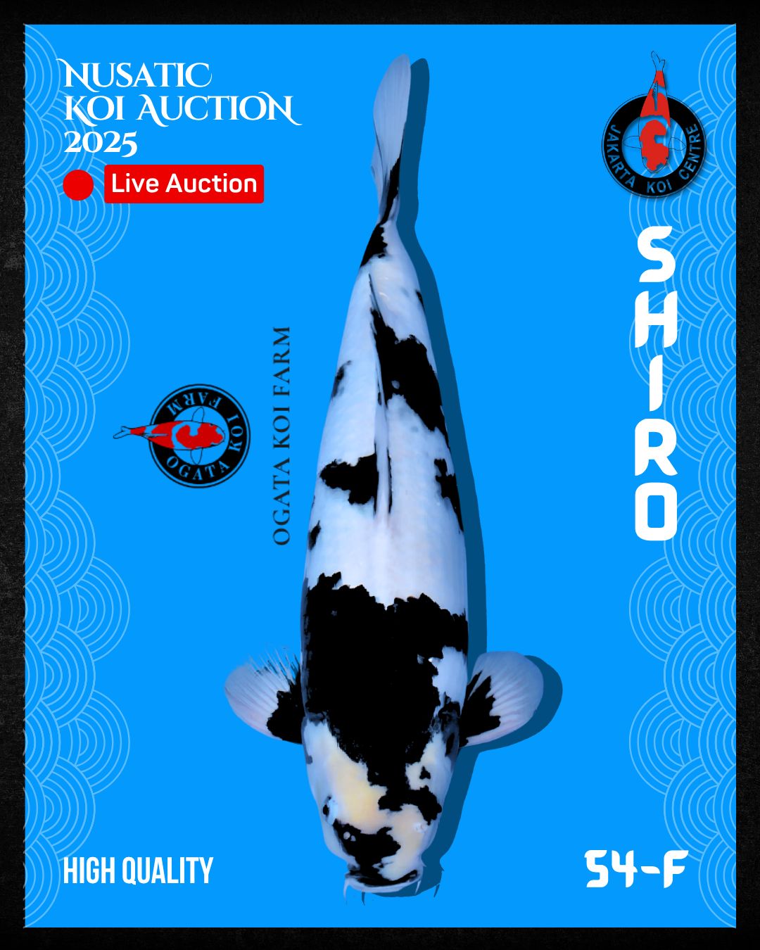 Lelang Koi Online, Jual Beli Ikan Koi, Pusat Jual Beli Koi, Info Lelang Koi Hari Ini, Platform Jual Beli Koi, Jual Beli Ikan Koi Online, Marketplace Ikan Koi, Jual Koi Terbaik, Tempat Beli Koi Berkualitas, Pasar Ikan Koi Online Terpercaya, Penjual Ikan Koi Terpercaya, Beli Koi Hias Online, Ikan Koi untuk Dijual, Koi Kualitas Terbaik, Toko Online Ikan Koi, Koi Hias Untuk Dijual, Jual Beli Ikan Koi Lokal, Koi Indonesia Online, Pusat Jual Beli Koi Terbesar