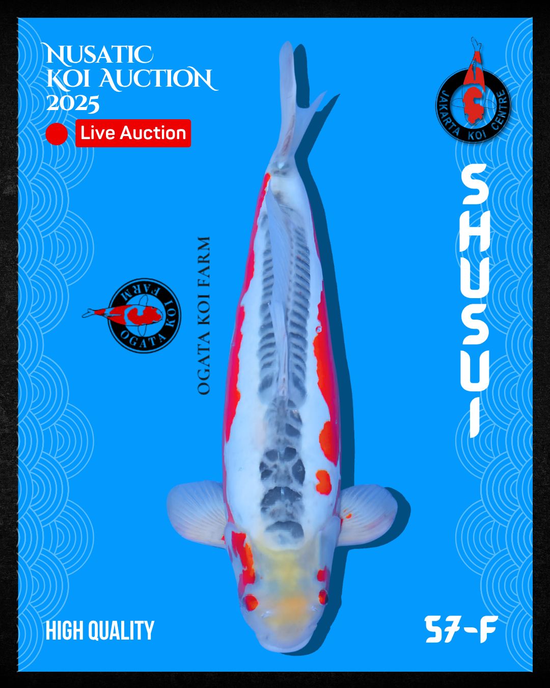 Lelang Koi Online, Jual Beli Ikan Koi, Pusat Jual Beli Koi, Info Lelang Koi Hari Ini, Platform Jual Beli Koi, Jual Beli Ikan Koi Online, Marketplace Ikan Koi, Jual Koi Terbaik, Tempat Beli Koi Berkualitas, Pasar Ikan Koi Online Terpercaya, Penjual Ikan Koi Terpercaya, Beli Koi Hias Online, Ikan Koi untuk Dijual, Koi Kualitas Terbaik, Toko Online Ikan Koi, Koi Hias Untuk Dijual, Jual Beli Ikan Koi Lokal, Koi Indonesia Online, Pusat Jual Beli Koi Terbesar