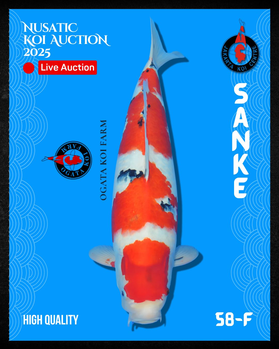 Lelang Koi Online, Jual Beli Ikan Koi, Pusat Jual Beli Koi, Info Lelang Koi Hari Ini, Platform Jual Beli Koi, Jual Beli Ikan Koi Online, Marketplace Ikan Koi, Jual Koi Terbaik, Tempat Beli Koi Berkualitas, Pasar Ikan Koi Online Terpercaya, Penjual Ikan Koi Terpercaya, Beli Koi Hias Online, Ikan Koi untuk Dijual, Koi Kualitas Terbaik, Toko Online Ikan Koi, Koi Hias Untuk Dijual, Jual Beli Ikan Koi Lokal, Koi Indonesia Online, Pusat Jual Beli Koi Terbesar