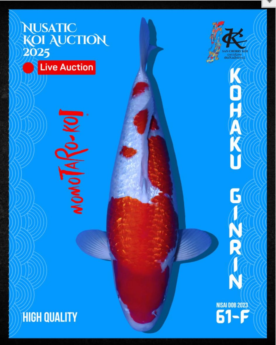 Lelang Koi Online, Jual Beli Ikan Koi, Pusat Jual Beli Koi, Info Lelang Koi Hari Ini, Platform Jual Beli Koi, Jual Beli Ikan Koi Online, Marketplace Ikan Koi, Jual Koi Terbaik, Tempat Beli Koi Berkualitas, Pasar Ikan Koi Online Terpercaya, Penjual Ikan Koi Terpercaya, Beli Koi Hias Online, Ikan Koi untuk Dijual, Koi Kualitas Terbaik, Toko Online Ikan Koi, Koi Hias Untuk Dijual, Jual Beli Ikan Koi Lokal, Koi Indonesia Online, Pusat Jual Beli Koi Terbesar