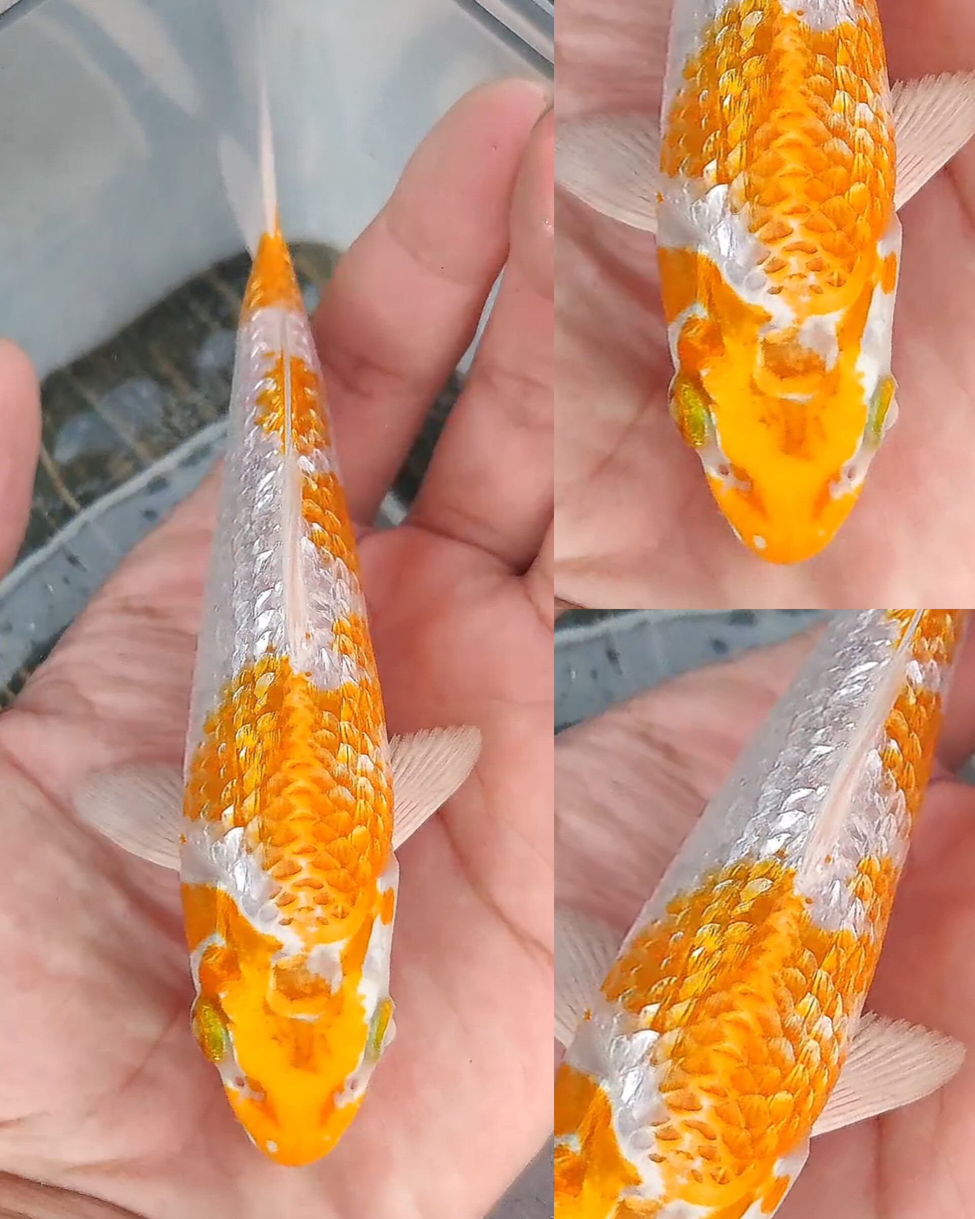 Lelang Koi Online, Jual Beli Ikan Koi, Pusat Jual Beli Koi, Info Lelang Koi Hari Ini, Platform Jual Beli Koi, Jual Beli Ikan Koi Online, Marketplace Ikan Koi, Jual Koi Terbaik, Tempat Beli Koi Berkualitas, Pasar Ikan Koi Online Terpercaya, Penjual Ikan Koi Terpercaya, Beli Koi Hias Online, Ikan Koi untuk Dijual, Koi Kualitas Terbaik, Toko Online Ikan Koi, Koi Hias Untuk Dijual, Jual Beli Ikan Koi Lokal, Koi Indonesia Online, Pusat Jual Beli Koi Terbesar