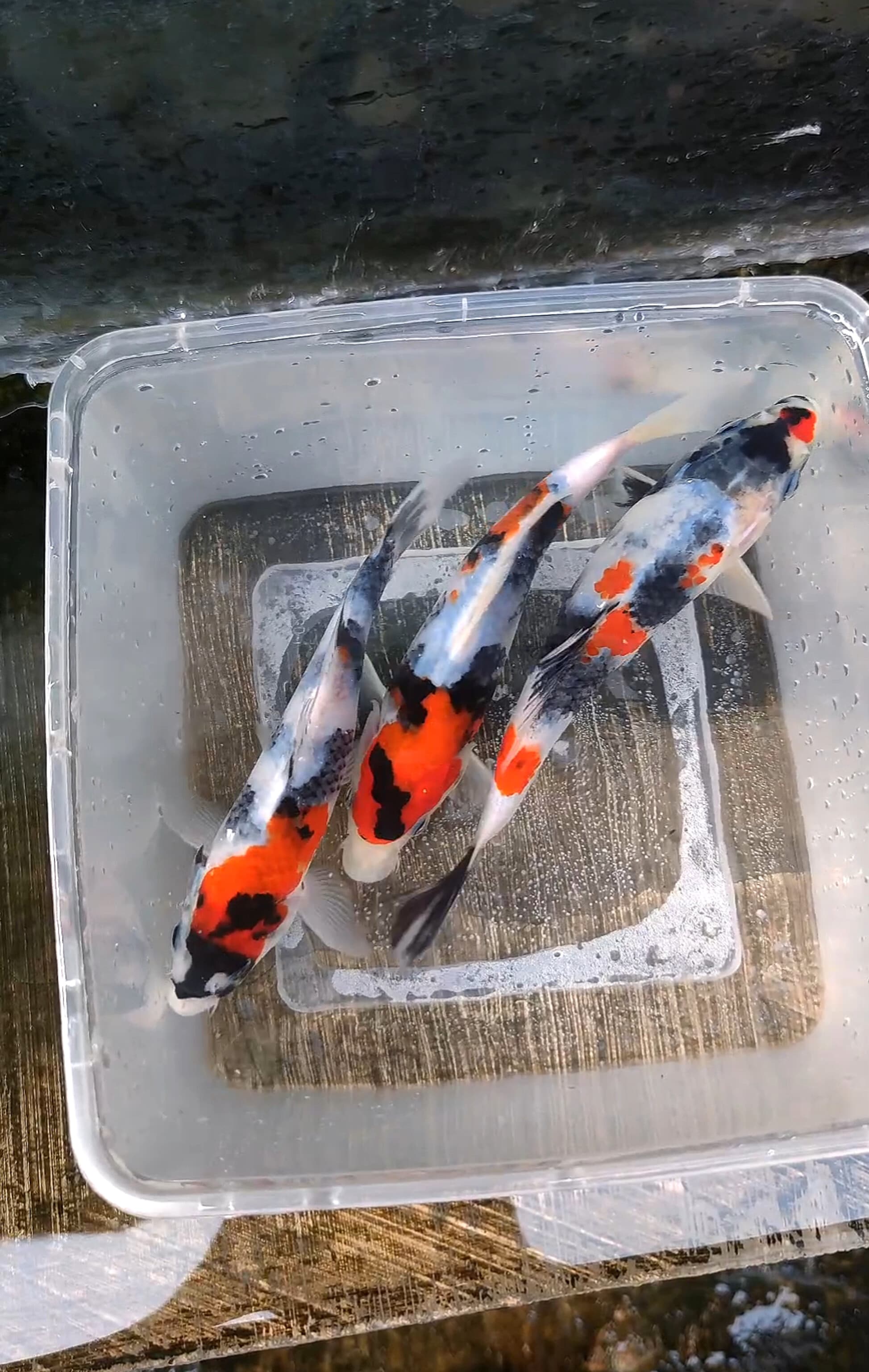Lelang Koi Online, Jual Beli Ikan Koi, Pusat Jual Beli Koi, Info Lelang Koi Hari Ini, Platform Jual Beli Koi, Jual Beli Ikan Koi Online, Marketplace Ikan Koi, Jual Koi Terbaik, Tempat Beli Koi Berkualitas, Pasar Ikan Koi Online Terpercaya, Penjual Ikan Koi Terpercaya, Beli Koi Hias Online, Ikan Koi untuk Dijual, Koi Kualitas Terbaik, Toko Online Ikan Koi, Koi Hias Untuk Dijual, Jual Beli Ikan Koi Lokal, Koi Indonesia Online, Pusat Jual Beli Koi Terbesar