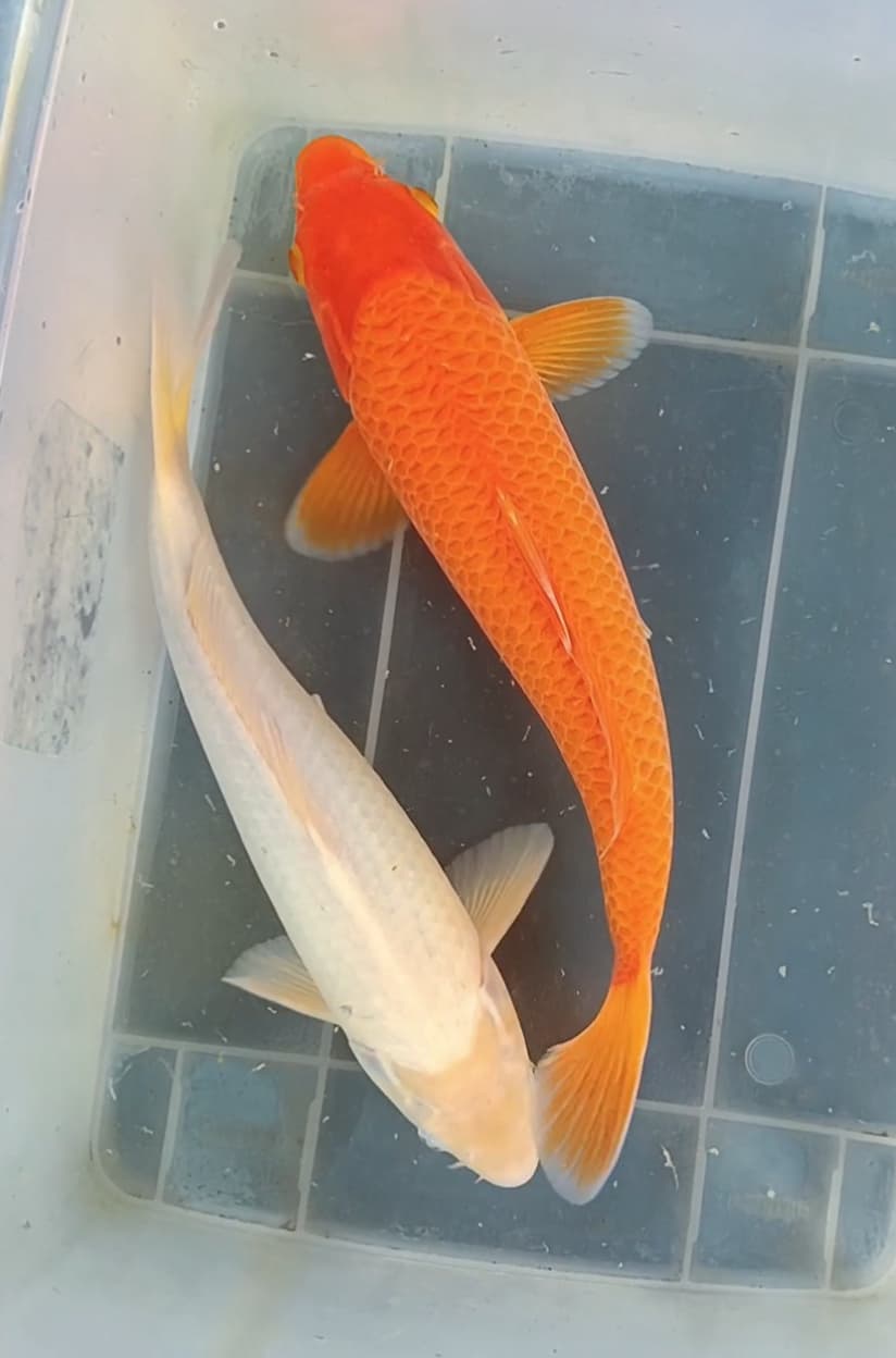 Lelang Koi Online, Jual Beli Ikan Koi, Pusat Jual Beli Koi, Info Lelang Koi Hari Ini, Platform Jual Beli Koi, Jual Beli Ikan Koi Online, Marketplace Ikan Koi, Jual Koi Terbaik, Tempat Beli Koi Berkualitas, Pasar Ikan Koi Online Terpercaya, Penjual Ikan Koi Terpercaya, Beli Koi Hias Online, Ikan Koi untuk Dijual, Koi Kualitas Terbaik, Toko Online Ikan Koi, Koi Hias Untuk Dijual, Jual Beli Ikan Koi Lokal, Koi Indonesia Online, Pusat Jual Beli Koi Terbesar