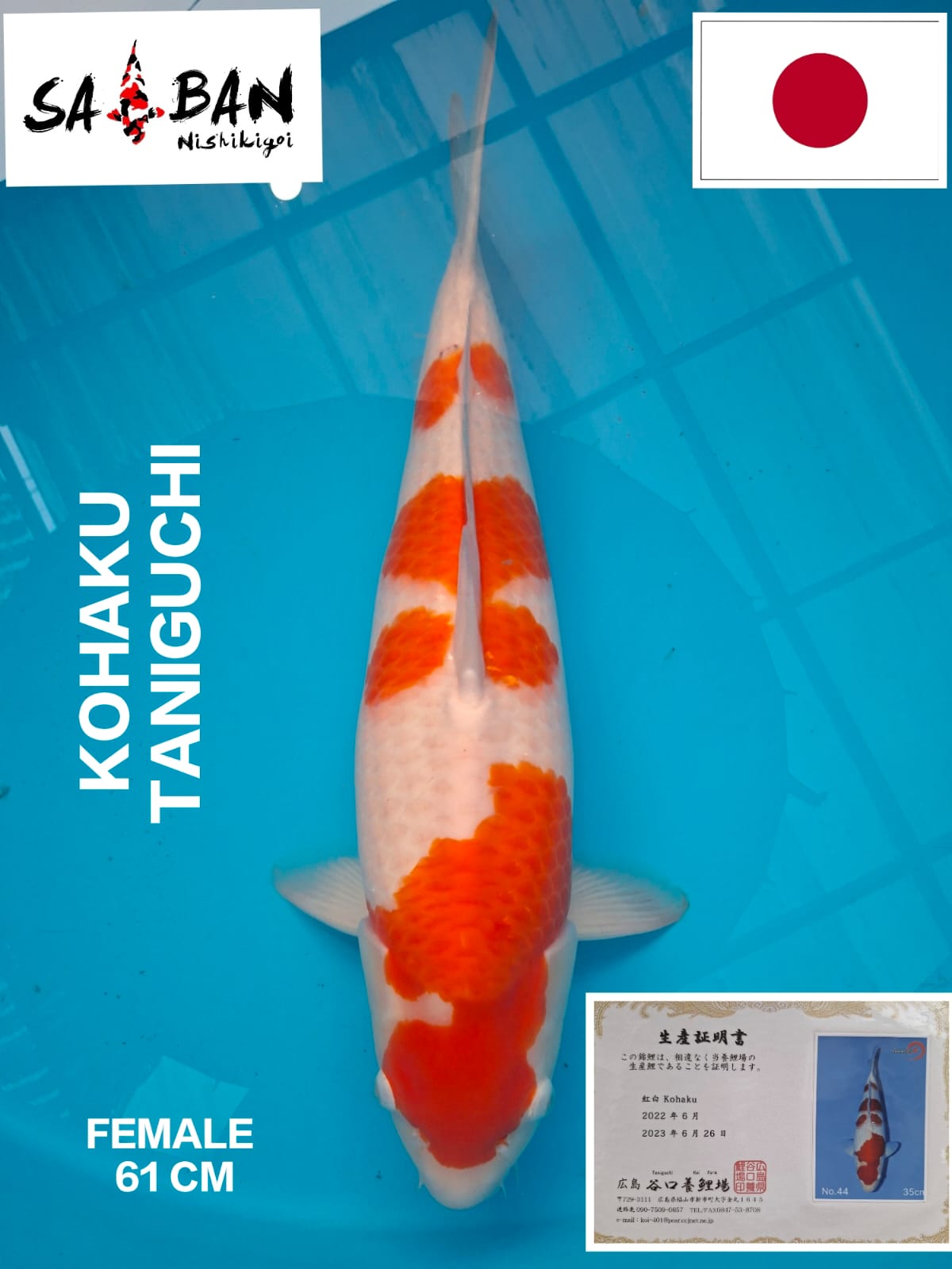 Lelang Koi Online, Jual Beli Ikan Koi, Pusat Jual Beli Koi, Info Lelang Koi Hari Ini, Platform Jual Beli Koi, Jual Beli Ikan Koi Online, Marketplace Ikan Koi, Jual Koi Terbaik, Tempat Beli Koi Berkualitas, Pasar Ikan Koi Online Terpercaya, Penjual Ikan Koi Terpercaya, Beli Koi Hias Online, Ikan Koi untuk Dijual, Koi Kualitas Terbaik, Toko Online Ikan Koi, Koi Hias Untuk Dijual, Jual Beli Ikan Koi Lokal, Koi Indonesia Online, Pusat Jual Beli Koi Terbesar