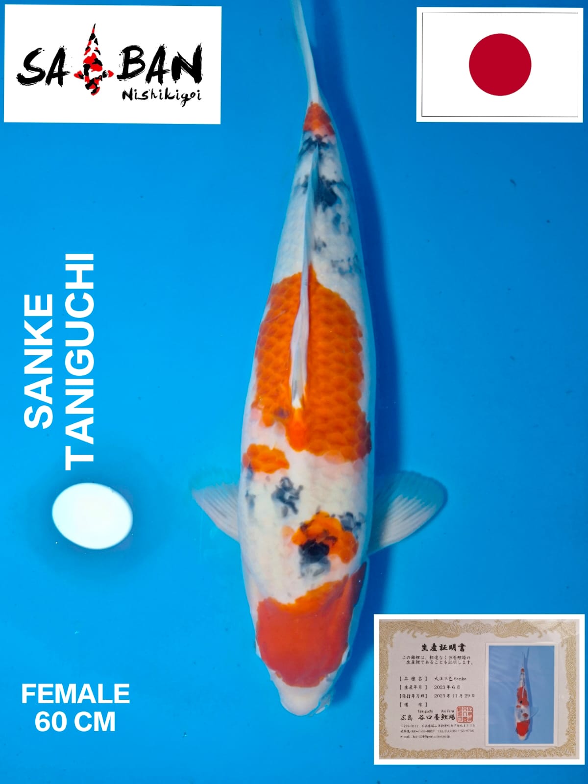 Lelang Koi Online, Jual Beli Ikan Koi, Pusat Jual Beli Koi, Info Lelang Koi Hari Ini, Platform Jual Beli Koi, Jual Beli Ikan Koi Online, Marketplace Ikan Koi, Jual Koi Terbaik, Tempat Beli Koi Berkualitas, Pasar Ikan Koi Online Terpercaya, Penjual Ikan Koi Terpercaya, Beli Koi Hias Online, Ikan Koi untuk Dijual, Koi Kualitas Terbaik, Toko Online Ikan Koi, Koi Hias Untuk Dijual, Jual Beli Ikan Koi Lokal, Koi Indonesia Online, Pusat Jual Beli Koi Terbesar