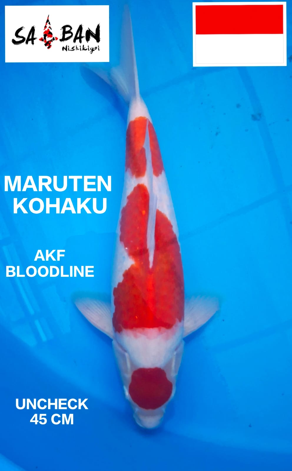 Lelang Koi Online, Jual Beli Ikan Koi, Pusat Jual Beli Koi, Info Lelang Koi Hari Ini, Platform Jual Beli Koi, Jual Beli Ikan Koi Online, Marketplace Ikan Koi, Jual Koi Terbaik, Tempat Beli Koi Berkualitas, Pasar Ikan Koi Online Terpercaya, Penjual Ikan Koi Terpercaya, Beli Koi Hias Online, Ikan Koi untuk Dijual, Koi Kualitas Terbaik, Toko Online Ikan Koi, Koi Hias Untuk Dijual, Jual Beli Ikan Koi Lokal, Koi Indonesia Online, Pusat Jual Beli Koi Terbesar