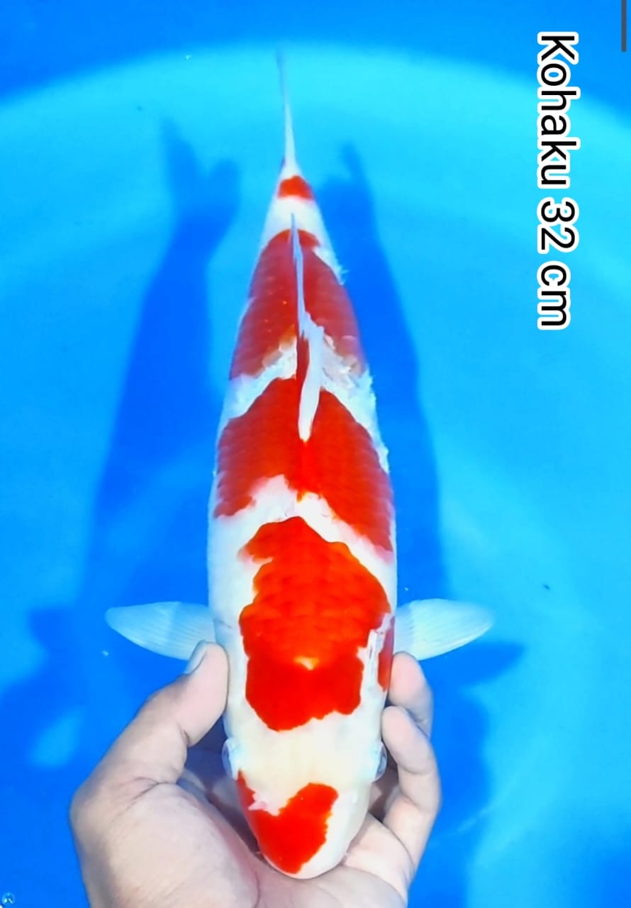 Lelang Koi Online, Jual Beli Ikan Koi, Pusat Jual Beli Koi, Info Lelang Koi Hari Ini, Platform Jual Beli Koi, Jual Beli Ikan Koi Online, Marketplace Ikan Koi, Jual Koi Terbaik, Tempat Beli Koi Berkualitas, Pasar Ikan Koi Online Terpercaya, Penjual Ikan Koi Terpercaya, Beli Koi Hias Online, Ikan Koi untuk Dijual, Koi Kualitas Terbaik, Toko Online Ikan Koi, Koi Hias Untuk Dijual, Jual Beli Ikan Koi Lokal, Koi Indonesia Online, Pusat Jual Beli Koi Terbesar
