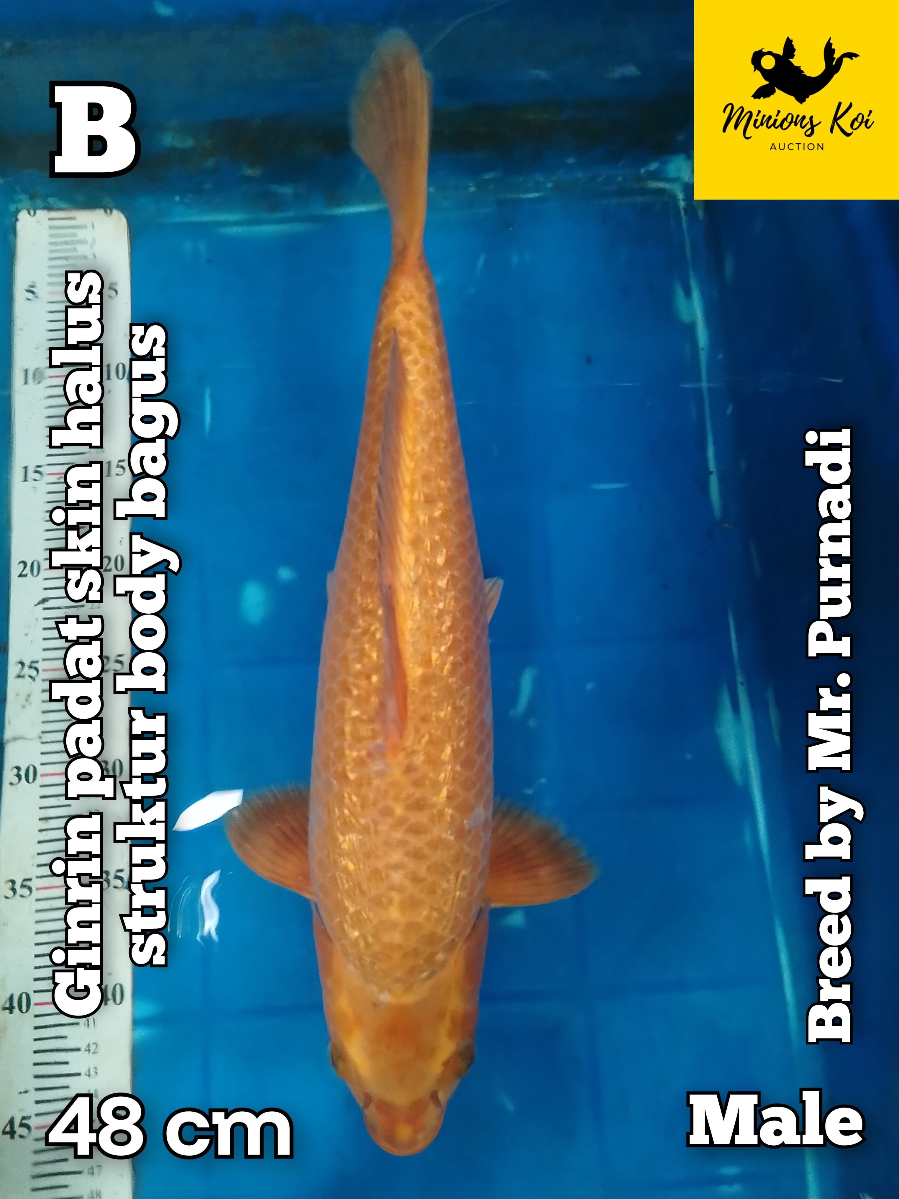 Lelang Koi Online, Jual Beli Ikan Koi, Pusat Jual Beli Koi, Info Lelang Koi Hari Ini, Platform Jual Beli Koi, Jual Beli Ikan Koi Online, Marketplace Ikan Koi, Jual Koi Terbaik, Tempat Beli Koi Berkualitas, Pasar Ikan Koi Online Terpercaya, Penjual Ikan Koi Terpercaya, Beli Koi Hias Online, Ikan Koi untuk Dijual, Koi Kualitas Terbaik, Toko Online Ikan Koi, Koi Hias Untuk Dijual, Jual Beli Ikan Koi Lokal, Koi Indonesia Online, Pusat Jual Beli Koi Terbesar