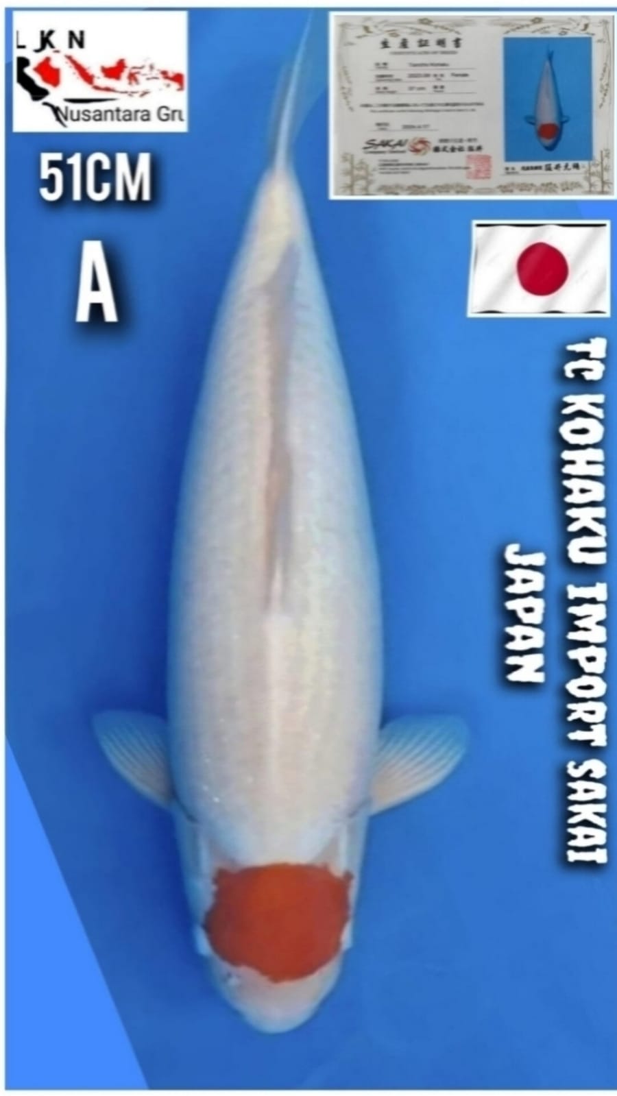 Lelang Koi Online, Jual Beli Ikan Koi, Pusat Jual Beli Koi, Info Lelang Koi Hari Ini, Platform Jual Beli Koi, Jual Beli Ikan Koi Online, Marketplace Ikan Koi, Jual Koi Terbaik, Tempat Beli Koi Berkualitas, Pasar Ikan Koi Online Terpercaya, Penjual Ikan Koi Terpercaya, Beli Koi Hias Online, Ikan Koi untuk Dijual, Koi Kualitas Terbaik, Toko Online Ikan Koi, Koi Hias Untuk Dijual, Jual Beli Ikan Koi Lokal, Koi Indonesia Online, Pusat Jual Beli Koi Terbesar