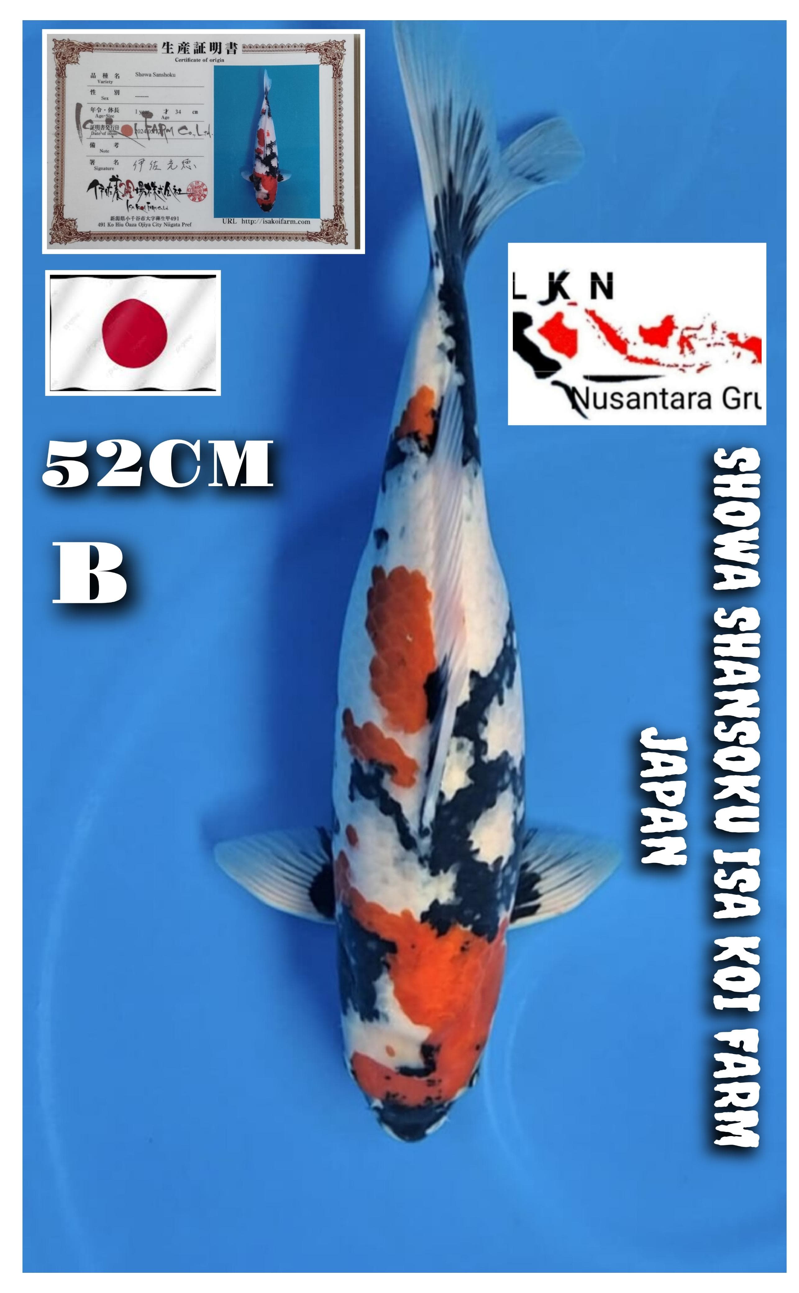 Lelang Koi Online, Jual Beli Ikan Koi, Pusat Jual Beli Koi, Info Lelang Koi Hari Ini, Platform Jual Beli Koi, Jual Beli Ikan Koi Online, Marketplace Ikan Koi, Jual Koi Terbaik, Tempat Beli Koi Berkualitas, Pasar Ikan Koi Online Terpercaya, Penjual Ikan Koi Terpercaya, Beli Koi Hias Online, Ikan Koi untuk Dijual, Koi Kualitas Terbaik, Toko Online Ikan Koi, Koi Hias Untuk Dijual, Jual Beli Ikan Koi Lokal, Koi Indonesia Online, Pusat Jual Beli Koi Terbesar