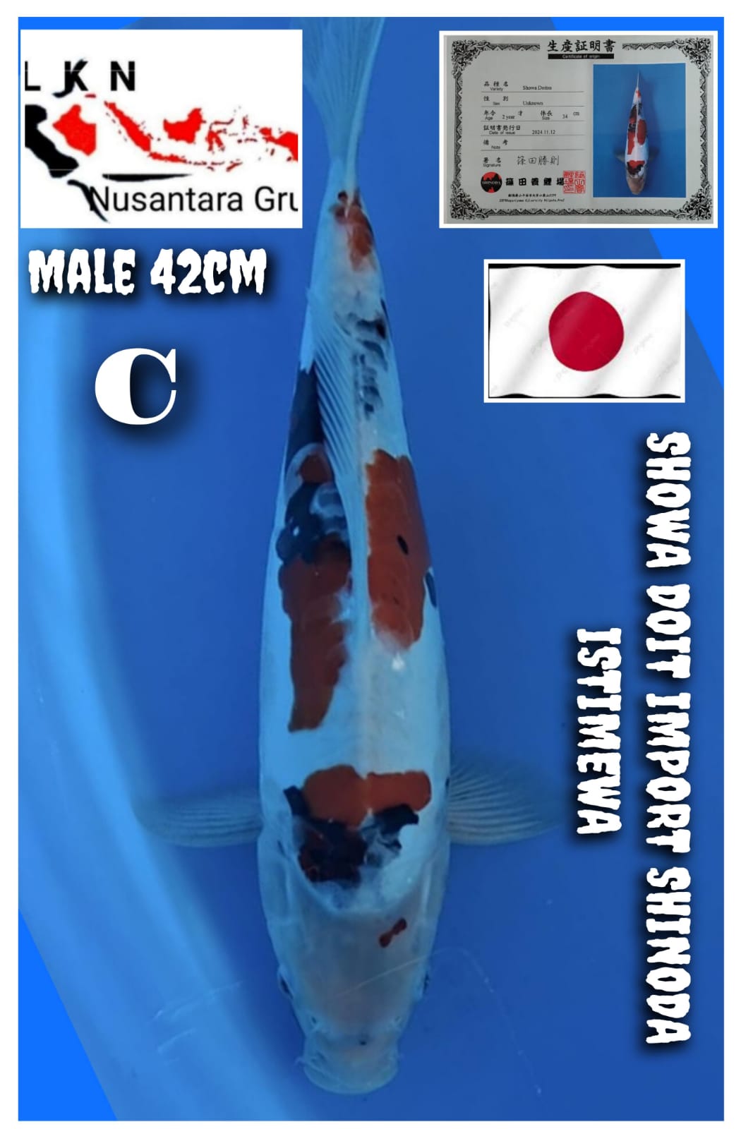 Lelang Koi Online, Jual Beli Ikan Koi, Pusat Jual Beli Koi, Info Lelang Koi Hari Ini, Platform Jual Beli Koi, Jual Beli Ikan Koi Online, Marketplace Ikan Koi, Jual Koi Terbaik, Tempat Beli Koi Berkualitas, Pasar Ikan Koi Online Terpercaya, Penjual Ikan Koi Terpercaya, Beli Koi Hias Online, Ikan Koi untuk Dijual, Koi Kualitas Terbaik, Toko Online Ikan Koi, Koi Hias Untuk Dijual, Jual Beli Ikan Koi Lokal, Koi Indonesia Online, Pusat Jual Beli Koi Terbesar