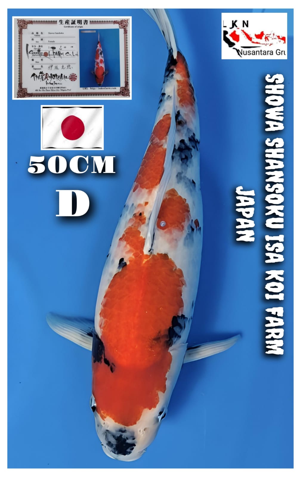 Lelang Koi Online, Jual Beli Ikan Koi, Pusat Jual Beli Koi, Info Lelang Koi Hari Ini, Platform Jual Beli Koi, Jual Beli Ikan Koi Online, Marketplace Ikan Koi, Jual Koi Terbaik, Tempat Beli Koi Berkualitas, Pasar Ikan Koi Online Terpercaya, Penjual Ikan Koi Terpercaya, Beli Koi Hias Online, Ikan Koi untuk Dijual, Koi Kualitas Terbaik, Toko Online Ikan Koi, Koi Hias Untuk Dijual, Jual Beli Ikan Koi Lokal, Koi Indonesia Online, Pusat Jual Beli Koi Terbesar