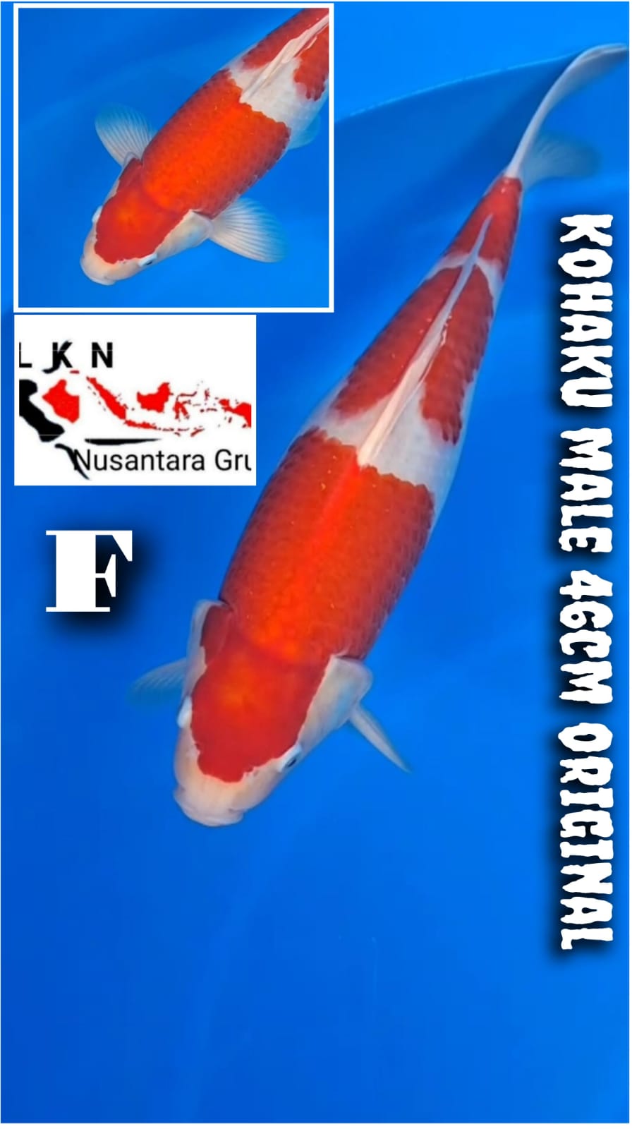 Lelang Koi Online, Jual Beli Ikan Koi, Pusat Jual Beli Koi, Info Lelang Koi Hari Ini, Platform Jual Beli Koi, Jual Beli Ikan Koi Online, Marketplace Ikan Koi, Jual Koi Terbaik, Tempat Beli Koi Berkualitas, Pasar Ikan Koi Online Terpercaya, Penjual Ikan Koi Terpercaya, Beli Koi Hias Online, Ikan Koi untuk Dijual, Koi Kualitas Terbaik, Toko Online Ikan Koi, Koi Hias Untuk Dijual, Jual Beli Ikan Koi Lokal, Koi Indonesia Online, Pusat Jual Beli Koi Terbesar