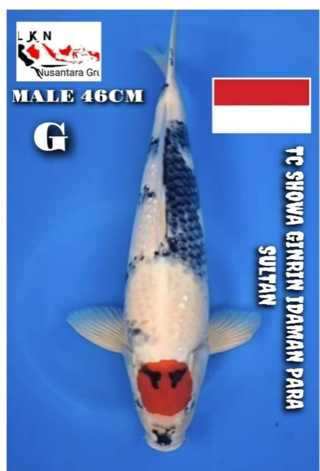 Lelang Koi Online, Jual Beli Ikan Koi, Pusat Jual Beli Koi, Info Lelang Koi Hari Ini, Platform Jual Beli Koi, Jual Beli Ikan Koi Online, Marketplace Ikan Koi, Jual Koi Terbaik, Tempat Beli Koi Berkualitas, Pasar Ikan Koi Online Terpercaya, Penjual Ikan Koi Terpercaya, Beli Koi Hias Online, Ikan Koi untuk Dijual, Koi Kualitas Terbaik, Toko Online Ikan Koi, Koi Hias Untuk Dijual, Jual Beli Ikan Koi Lokal, Koi Indonesia Online, Pusat Jual Beli Koi Terbesar