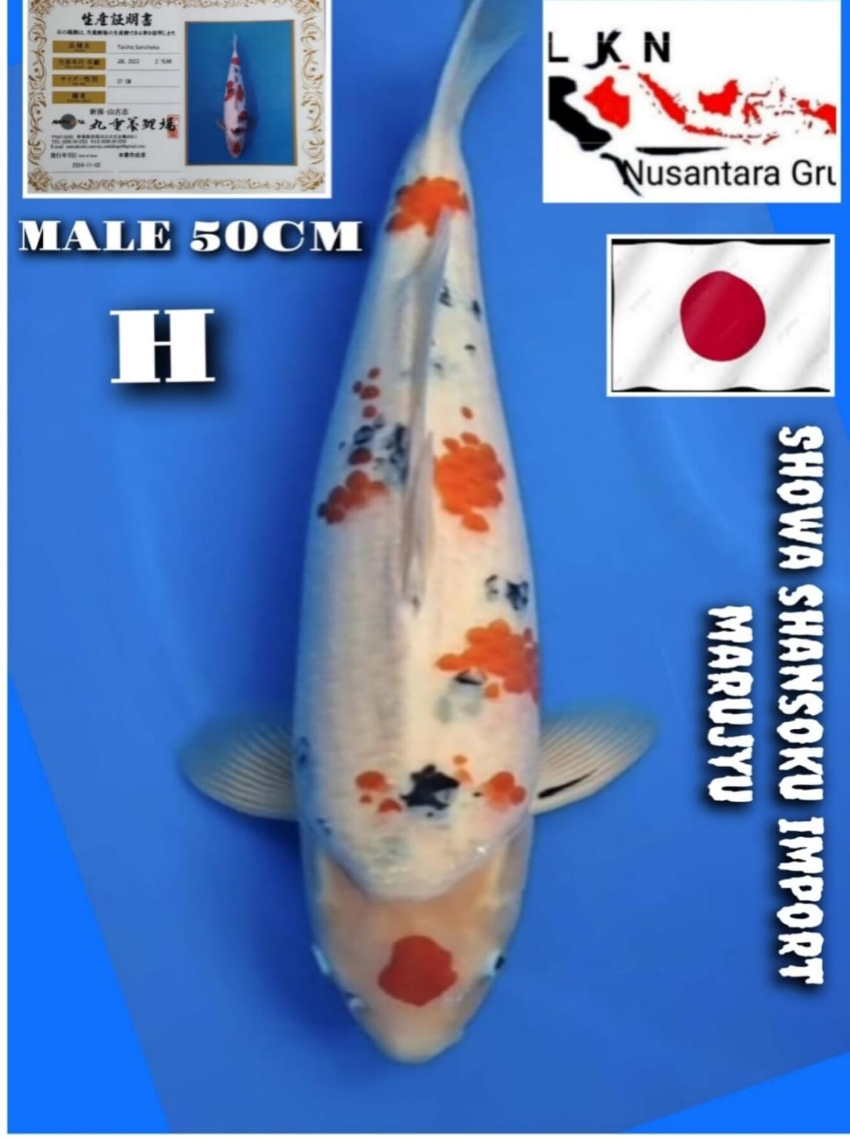Lelang Koi Online, Jual Beli Ikan Koi, Pusat Jual Beli Koi, Info Lelang Koi Hari Ini, Platform Jual Beli Koi, Jual Beli Ikan Koi Online, Marketplace Ikan Koi, Jual Koi Terbaik, Tempat Beli Koi Berkualitas, Pasar Ikan Koi Online Terpercaya, Penjual Ikan Koi Terpercaya, Beli Koi Hias Online, Ikan Koi untuk Dijual, Koi Kualitas Terbaik, Toko Online Ikan Koi, Koi Hias Untuk Dijual, Jual Beli Ikan Koi Lokal, Koi Indonesia Online, Pusat Jual Beli Koi Terbesar