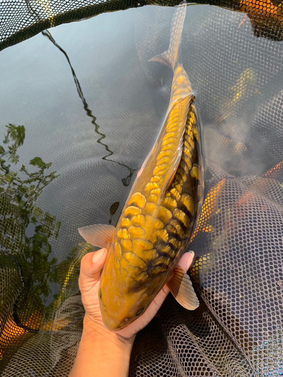 Lelang Koi Online, Jual Beli Ikan Koi, Pusat Jual Beli Koi, Info Lelang Koi Hari Ini, Platform Jual Beli Koi, Jual Beli Ikan Koi Online, Marketplace Ikan Koi, Jual Koi Terbaik, Tempat Beli Koi Berkualitas, Pasar Ikan Koi Online Terpercaya, Penjual Ikan Koi Terpercaya, Beli Koi Hias Online, Ikan Koi untuk Dijual, Koi Kualitas Terbaik, Toko Online Ikan Koi, Koi Hias Untuk Dijual, Jual Beli Ikan Koi Lokal, Koi Indonesia Online, Pusat Jual Beli Koi Terbesar
