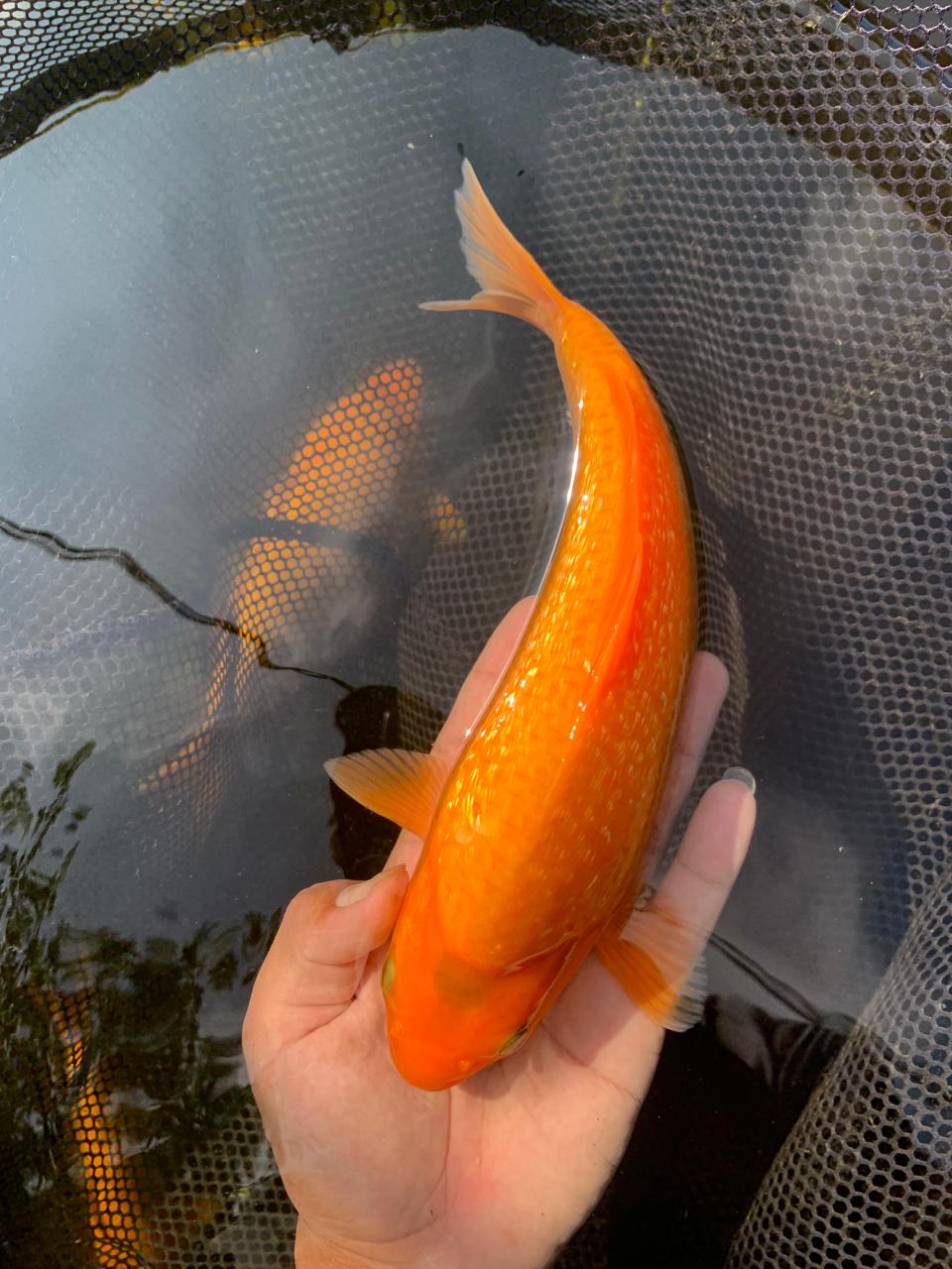 Lelang Koi Online, Jual Beli Ikan Koi, Pusat Jual Beli Koi, Info Lelang Koi Hari Ini, Platform Jual Beli Koi, Jual Beli Ikan Koi Online, Marketplace Ikan Koi, Jual Koi Terbaik, Tempat Beli Koi Berkualitas, Pasar Ikan Koi Online Terpercaya, Penjual Ikan Koi Terpercaya, Beli Koi Hias Online, Ikan Koi untuk Dijual, Koi Kualitas Terbaik, Toko Online Ikan Koi, Koi Hias Untuk Dijual, Jual Beli Ikan Koi Lokal, Koi Indonesia Online, Pusat Jual Beli Koi Terbesar