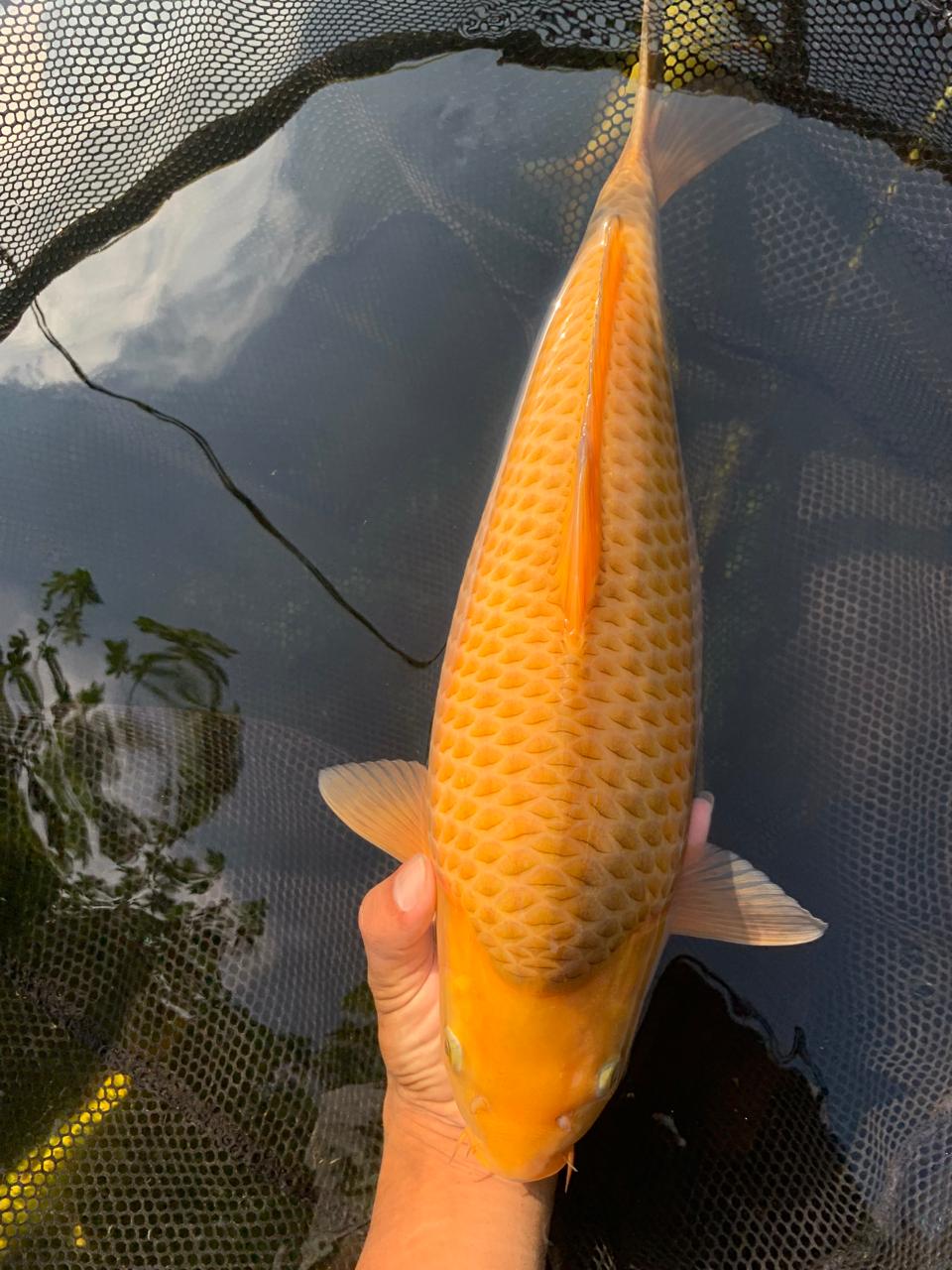 Lelang Koi Online, Jual Beli Ikan Koi, Pusat Jual Beli Koi, Info Lelang Koi Hari Ini, Platform Jual Beli Koi, Jual Beli Ikan Koi Online, Marketplace Ikan Koi, Jual Koi Terbaik, Tempat Beli Koi Berkualitas, Pasar Ikan Koi Online Terpercaya, Penjual Ikan Koi Terpercaya, Beli Koi Hias Online, Ikan Koi untuk Dijual, Koi Kualitas Terbaik, Toko Online Ikan Koi, Koi Hias Untuk Dijual, Jual Beli Ikan Koi Lokal, Koi Indonesia Online, Pusat Jual Beli Koi Terbesar
