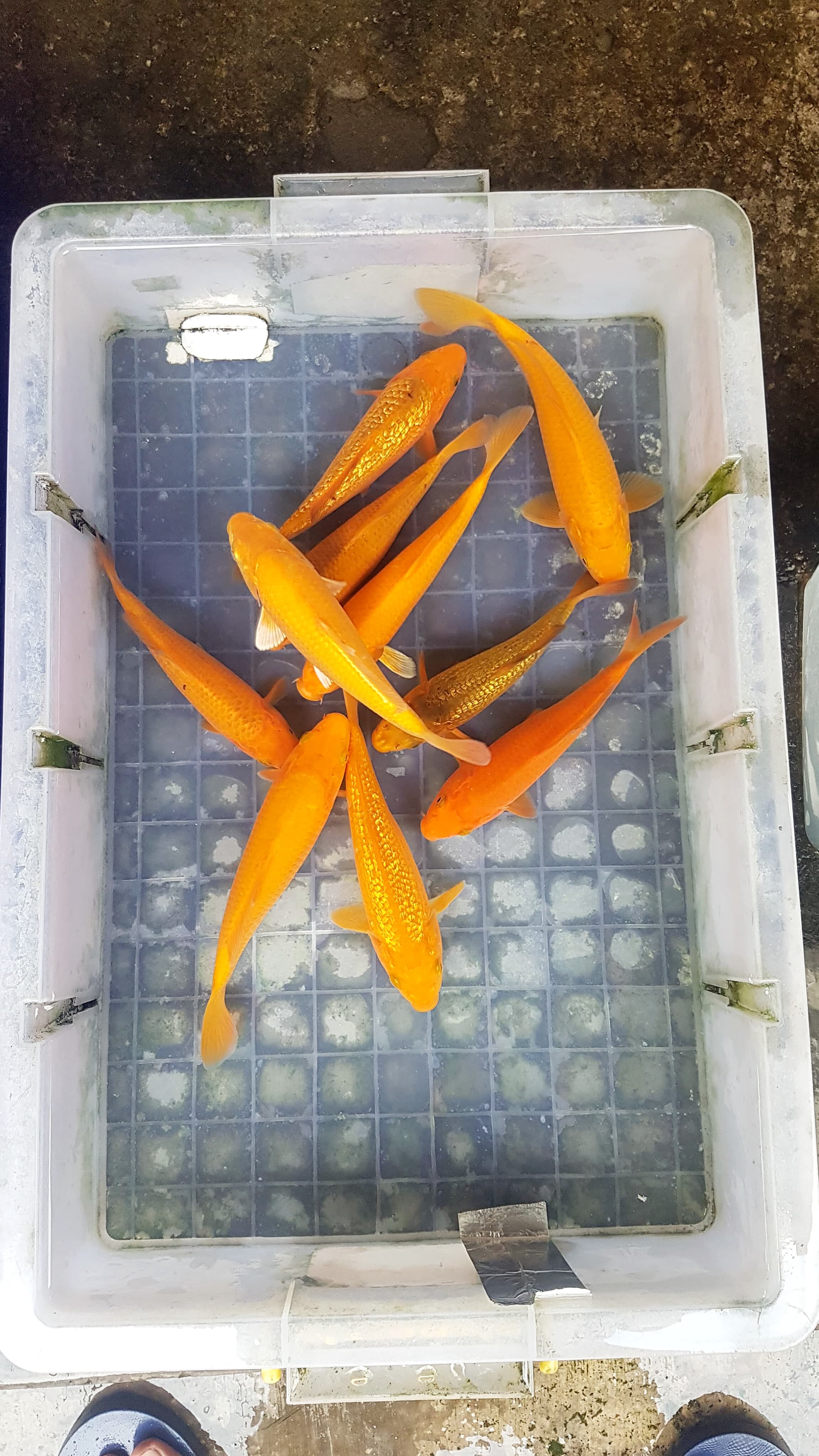 Lelang Koi Online, Jual Beli Ikan Koi, Pusat Jual Beli Koi, Info Lelang Koi Hari Ini, Platform Jual Beli Koi, Jual Beli Ikan Koi Online, Marketplace Ikan Koi, Jual Koi Terbaik, Tempat Beli Koi Berkualitas, Pasar Ikan Koi Online Terpercaya, Penjual Ikan Koi Terpercaya, Beli Koi Hias Online, Ikan Koi untuk Dijual, Koi Kualitas Terbaik, Toko Online Ikan Koi, Koi Hias Untuk Dijual, Jual Beli Ikan Koi Lokal, Koi Indonesia Online, Pusat Jual Beli Koi Terbesar