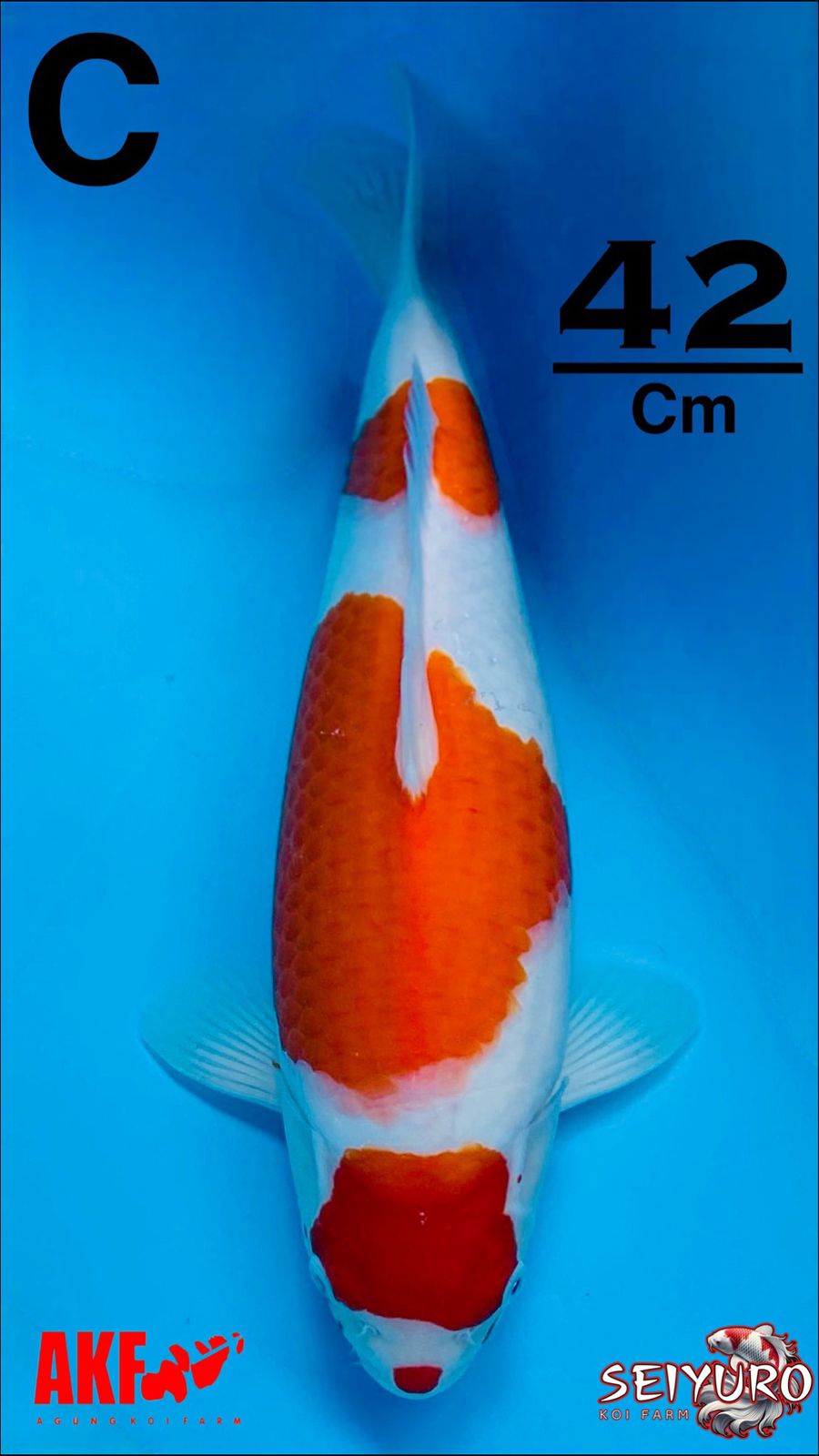 Lelang Koi Online, Jual Beli Ikan Koi, Pusat Jual Beli Koi, Info Lelang Koi Hari Ini, Platform Jual Beli Koi, Jual Beli Ikan Koi Online, Marketplace Ikan Koi, Jual Koi Terbaik, Tempat Beli Koi Berkualitas, Pasar Ikan Koi Online Terpercaya, Penjual Ikan Koi Terpercaya, Beli Koi Hias Online, Ikan Koi untuk Dijual, Koi Kualitas Terbaik, Toko Online Ikan Koi, Koi Hias Untuk Dijual, Jual Beli Ikan Koi Lokal, Koi Indonesia Online, Pusat Jual Beli Koi Terbesar